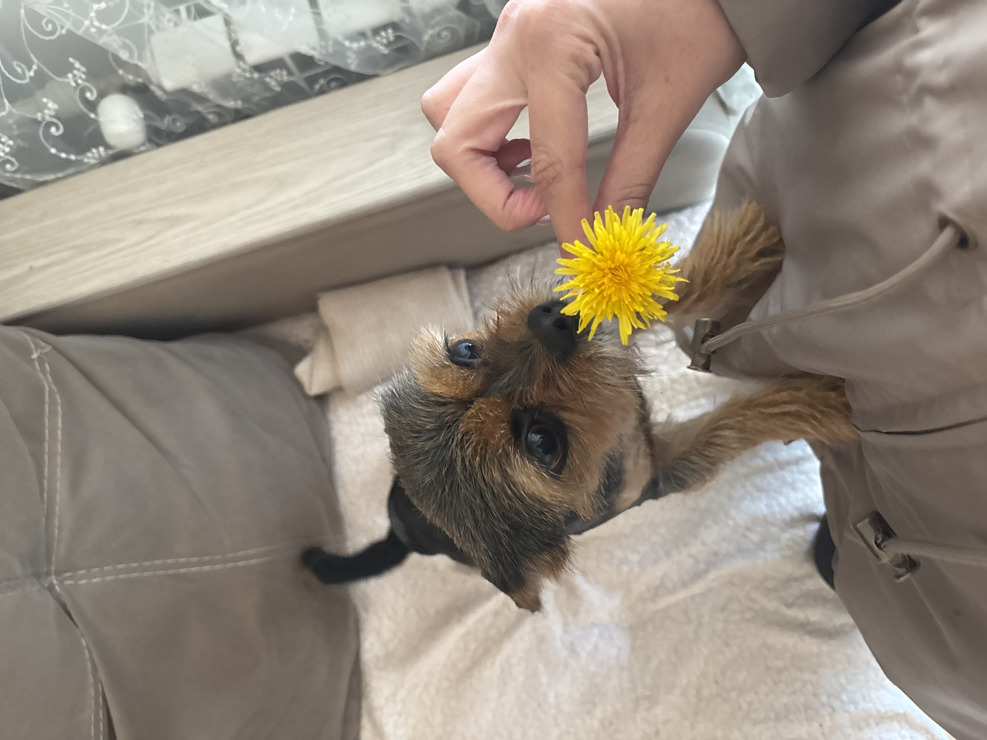 A close-up, high-angle shot shows a small terrier dog standing on a white textured surface and looking up at a yellow dandelion flower held by a fair-skinned human hand. The dog has a black nose, dark eyes, and mixed brown and gray fur around its face. The hand holding the dandelion has short fingernails. The dog appears to be indoors, near a light-colored upholstered sofa or bed, and the background includes a textured curtain. Part of a beige jacket is visible in the right side of the picture. There is no indication of this being in Sochi, Russia.