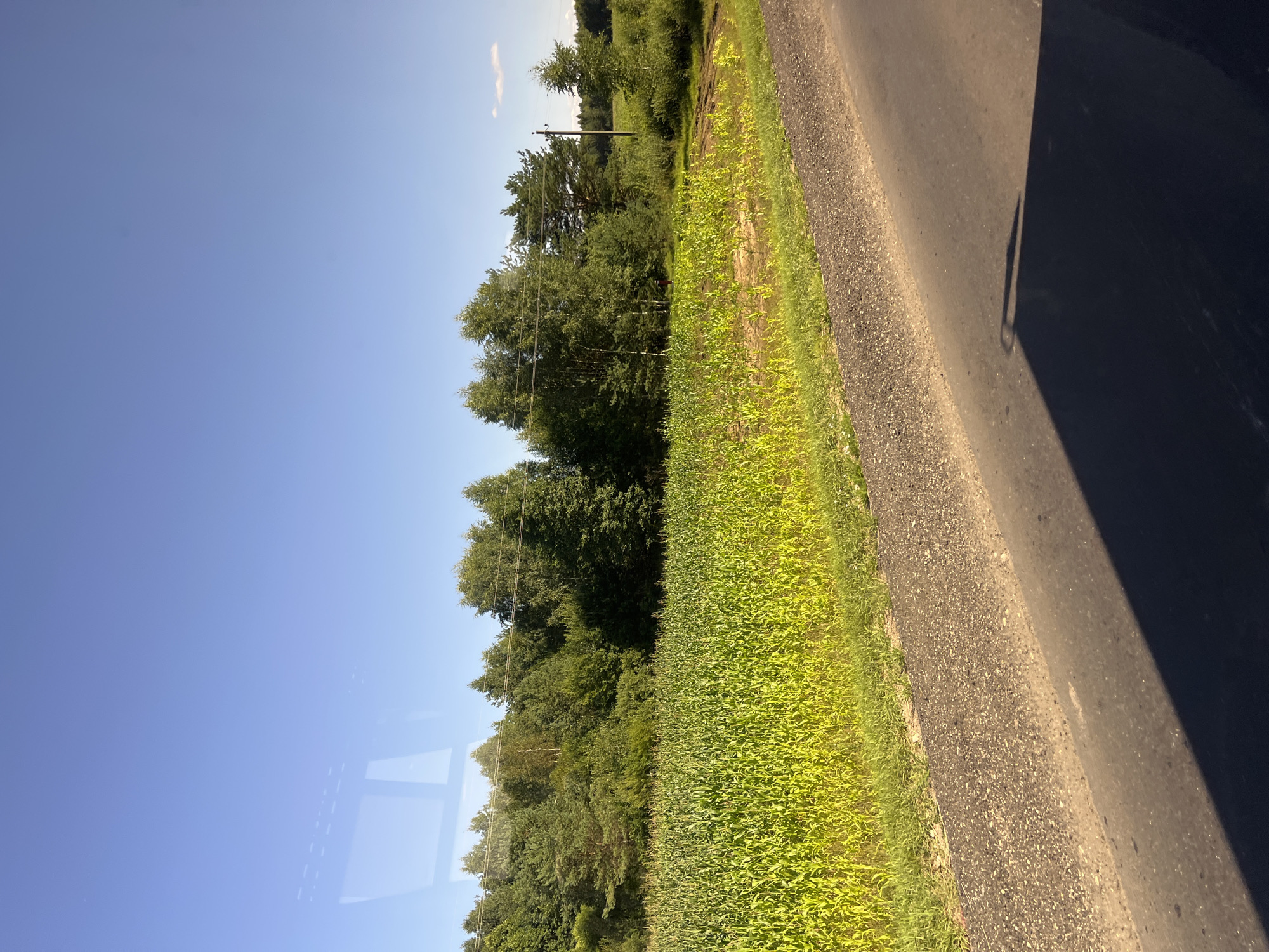 The image depicts a rural landscape under a clear blue sky. In the foreground, a paved road with a gravel shoulder runs diagonally from the bottom left to the middle right of the frame. A dark shadow, cast by an unseen object, covers a significant portion of the road. Beyond the road and its shoulder is a vibrant green cornfield, stretching across the middle ground and illuminated by the sun. The cornstalks are tall and lush, indicating a healthy crop. Behind the field, a dense line of various trees forms a natural backdrop. The trees include a mix of deciduous and coniferous species, creating a textured green wall. In the distance, a thin power line stretches horizontally above the trees. A single, slender utility pole is visible on the right side of the image, supporting the power line. The overall impression is one of a sunny day in a rural agricultural area.