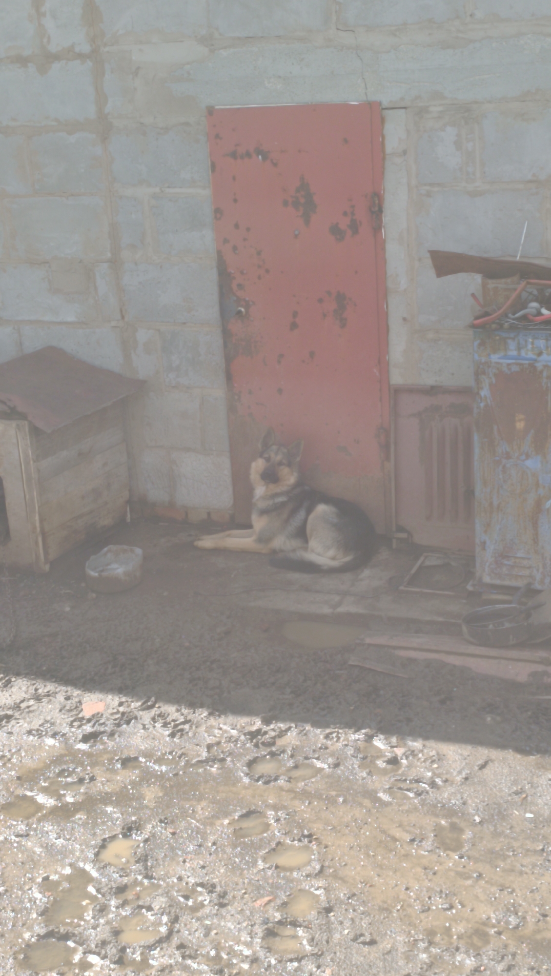 A German Shepherd-type dog lies on the ground in front of a weathered, red metal door that is set into a rough, grey cinder block wall. To the left of the dog and the door is a wooden doghouse with a sloping roof. To the right of the door is a tall, rusty metal container with blue accents, and further right, a metal object with a handle. The ground is muddy with several puddles reflecting the sunlight. The scene appears to be an outdoor, utilitarian area.