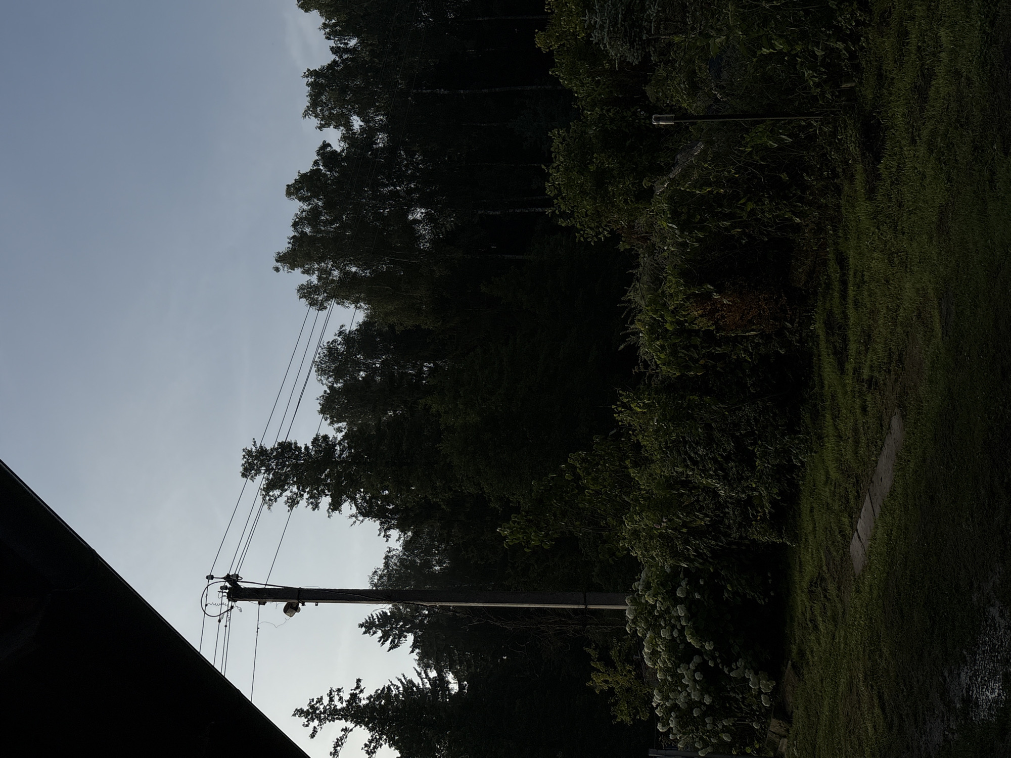 The image depicts a scene in Jāņupe, Latvia, featuring a utility pole with overhead wires against a backdrop of a dense forest. The foreground is dominated by lush green grass, with a stone path visible on the ground. To the left, a cluster of white flowering bushes adds a touch of color to the otherwise dark foliage. The sky is a pale blue, suggesting either early morning or late afternoon light. The overall atmosphere is serene and natural.