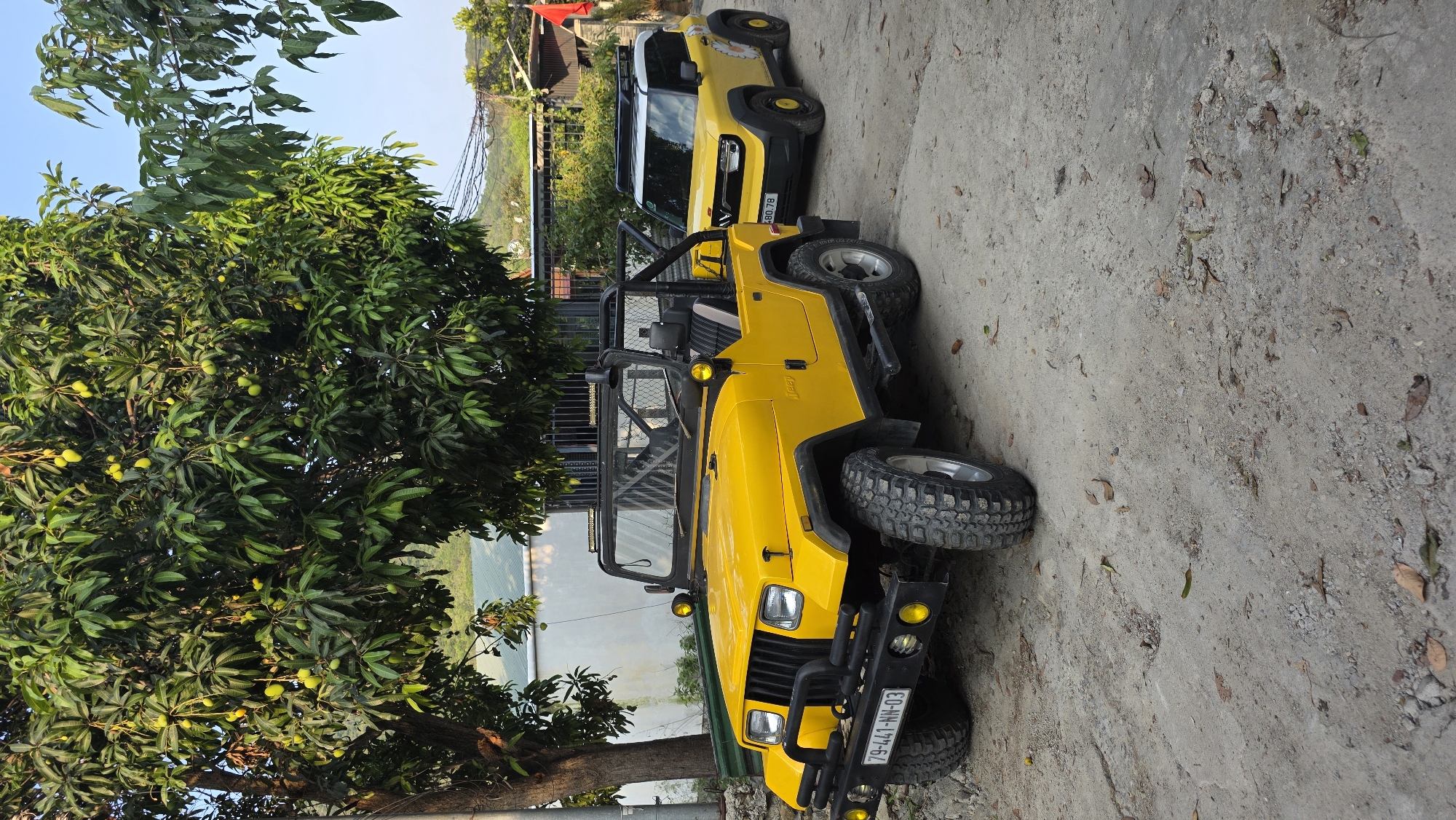 The image captures a yellow Jeep Wrangler parked alongside a newer yellow SUV, possibly a Suzuki Jimny, on a concrete surface. A large mango tree with green mangoes dominates the left side of the frame, partially obscuring a view of a distant body of water. The license plate of the Jeep is visible, reading "79-441-HH-03". The scene appears to be outdoors in the Bac Natural Heritage Area Trang, Vietnam, based on the lush vegetation and the style of the vehicles. No people are directly visible in the frame. The image is rotated.