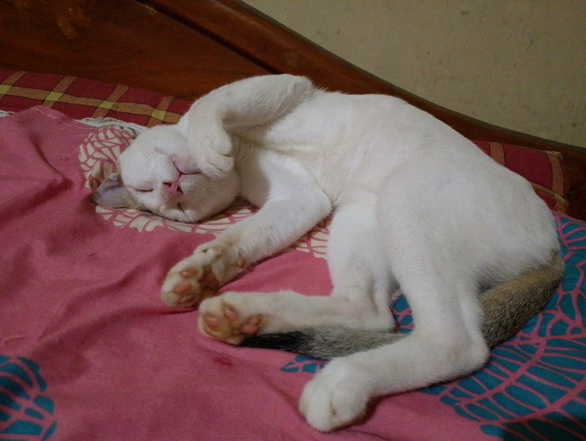 A white cat is sleeping on a pink blanket with a patterned design in Maligaon, India. The cat is lying on its side, with its front paw covering its face. The blanket is spread across a wooden surface, possibly a bed. The background is out of focus, but appears to be a wall.