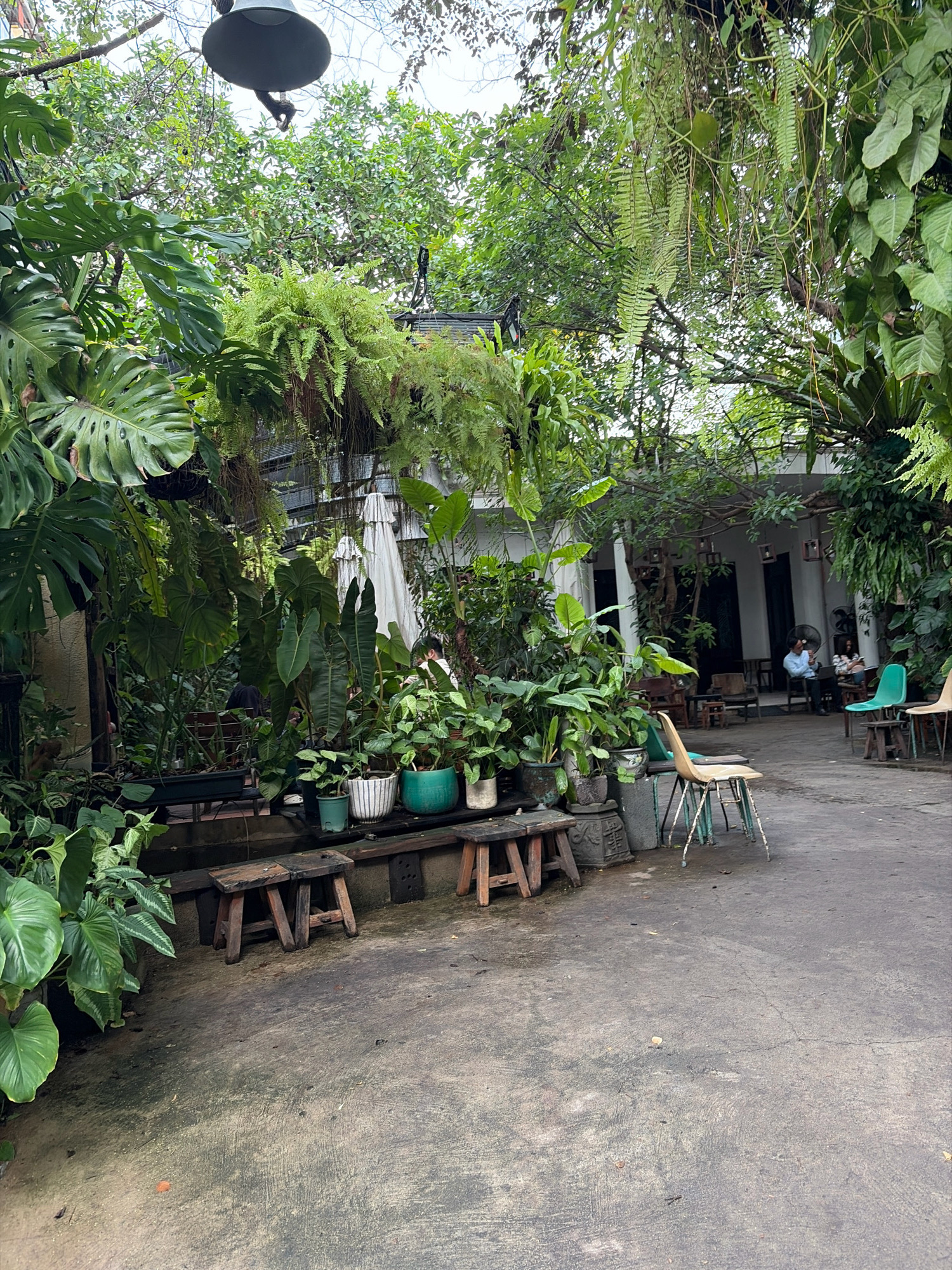 The image depicts an outdoor seating area, likely a cafe or restaurant, in Đà Nẵng, Vietnam. Lush greenery, including large-leafed plants and hanging ferns, dominates the scene, creating a jungle-like atmosphere. Several wooden stools are placed on a concrete patio, with a few chairs, including a distinctive green one, positioned further back. In the background, a white umbrella stands open, and several people are seated at tables, engaged in conversation or relaxing. The overall ambiance suggests a serene and natural setting within an urban environment.