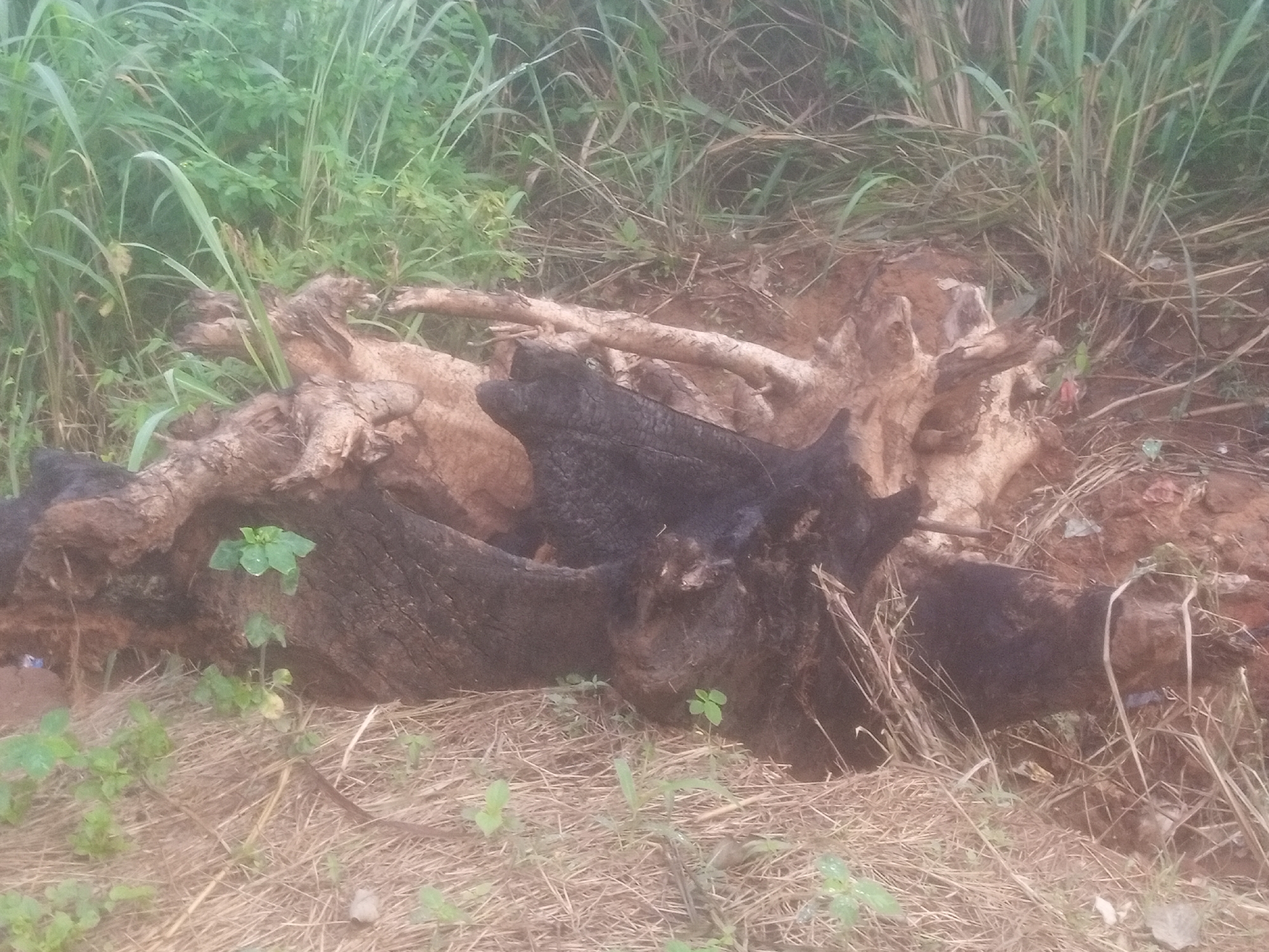 The image shows a large, burnt tree stump and roots in an outdoor environment. The stump is dark and charred, with exposed wood grain. It is surrounded by dry grass and some green vegetation, including small plants growing around the base of the stump. In the background, there are taller grasses and some reddish-brown soil, suggesting a natural or semi-natural setting. The lighting appears to be overcast or diffused, creating soft shadows. The scene is devoid of any people or visible signs of human activity beyond the presence of the burnt stump. The location is identified as Nanka, Nigeria.