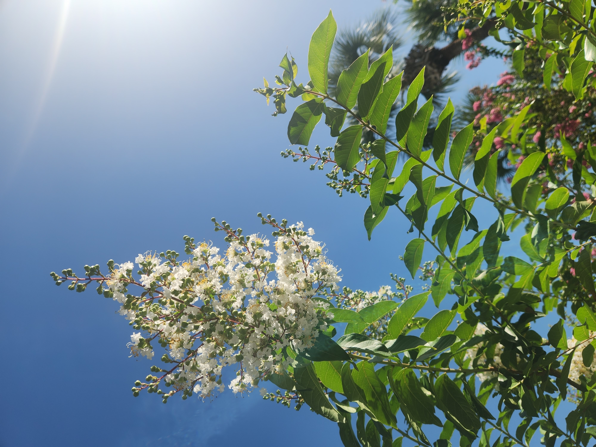 In Altamonte Springs, Florida, USA, a low-angle shot captures a cluster of white crape myrtle flowers against a bright blue sky. The flowers are in full bloom, with delicate white petals and yellow stamen. The branches are adorned with green leaves and developing flower buds. In the background, the fronds of a palm tree are visible, along with other flowering plants in shades of pink and purple. The sun is shining brightly in the upper right corner, creating a lens flare effect. The image is a close-up of the vegetation, with the sky serving as a backdrop.