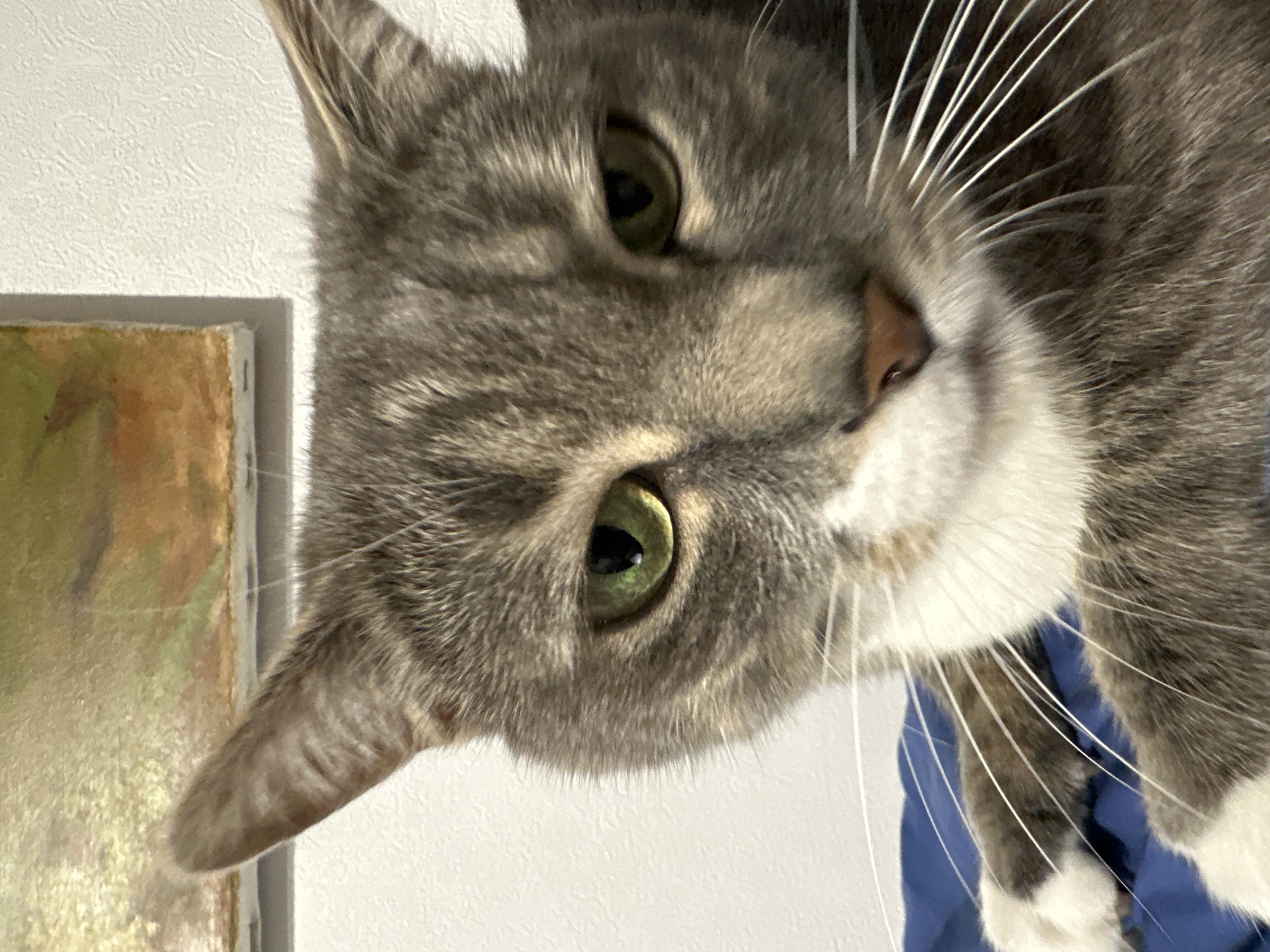 A close-up, eye-level photograph captures the head and upper body of a domestic short-haired cat with gray and white tabby markings. The cat is positioned in the foreground, directly facing the viewer. Its eyes are a prominent bright green with narrowed, dark pupils, conveying an intense gaze. The fur on its head is a mix of various shades of gray with distinct darker tabby stripes, particularly visible on the forehead and ears. The muzzle, chin, and lower facial area are covered in white fur. A small, pinkish-brown nose is situated centrally on the muzzle. Numerous long, white whiskers extend prominently from both sides of the face. The cat's ears are erect and pointed. Partially visible are the cat's front paws, showing white fur with patches of gray. The cat rests on a solid blue surface, likely fabric. In the background, above and behind the cat's head, a portion of a framed artwork, possibly a canvas painting with abstract or landscape elements in green, yellow, and brown tones, is visible on the left. To the right of the artwork and behind the cat's right ear, a white wall with a subtle, irregular textured pattern is present. The scene is illuminated by ambient indoor lighting. The image was captured in Unknown, Unknown.