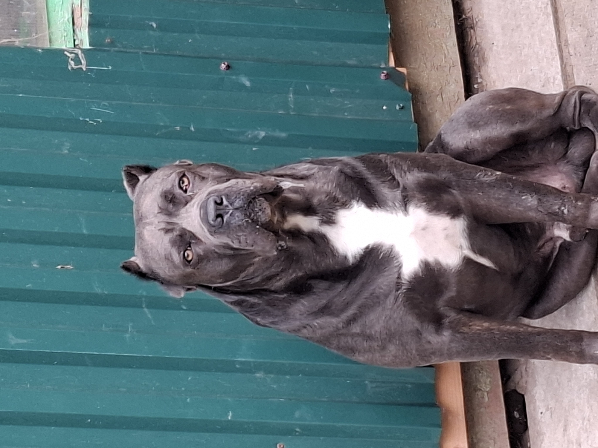 The image shows a large, muscular dog, likely a pit bull breed, lying on its side. The dog has dark gray fur with a white patch on its chest and a white marking on its snout. Its eyes are open, and it appears to be looking towards the camera. The dog is resting against a textured, light-colored surface, possibly wood or concrete, with wooden posts visible behind it. In the background, there is a corrugated green metal surface, which could be part of a building or fence.
The overall impression is that of a relaxed dog in an outdoor or semi-outdoor setting. The lighting suggests it might be daytime, but the exact time of day and weather conditions are not discernible. There are no people visible in the image. The setting appears to be somewhat rustic, with the corrugated metal and wooden elements contributing to this impression. The dog's posture and facial expression do not convey any strong emotions; it appears calm and at ease. No text is visible in the image. The provided location context of Pavlovsky Posad, Russia, places this scene within a specific geographic area, though no specific landmarks are visible to confirm this.