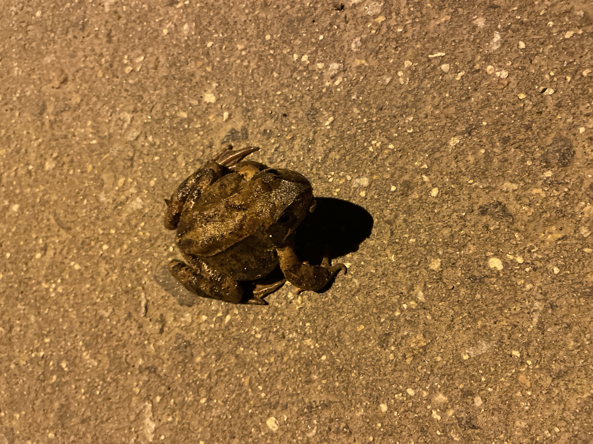 A frog sits on an asphalt surface. The background indicates a location in Лесной Пейзаж Кп (шарапово), Russia. The frog is brown and has a rough texture. It is facing slightly away from the camera. The lighting suggests it is either evening or nighttime. The surface is textured asphalt with visible small rocks embedded.