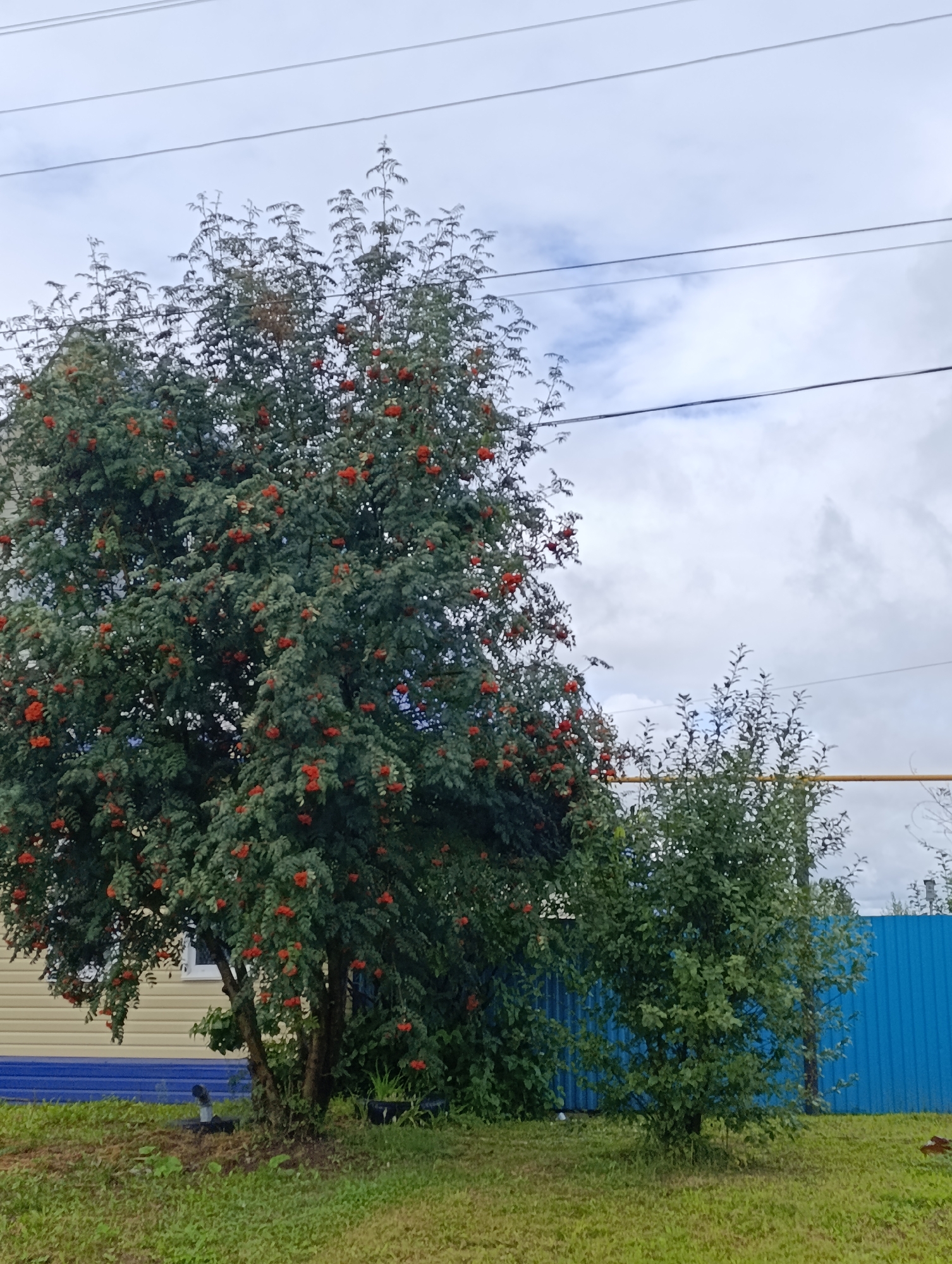 A medium shot captures a rowan tree laden with red berries, standing in the foreground on the left. To its right, a smaller, leafier tree is visible, obscuring part of a bright blue corrugated metal fence that extends across the background. Behind the trees, a building with light-colored horizontal siding and a blue base is partially visible. The ground in front of the building and trees is covered with grass. Power lines stretch across the sky, which is overcast with white and gray clouds. The scene appears to be an outdoor setting in a residential area.