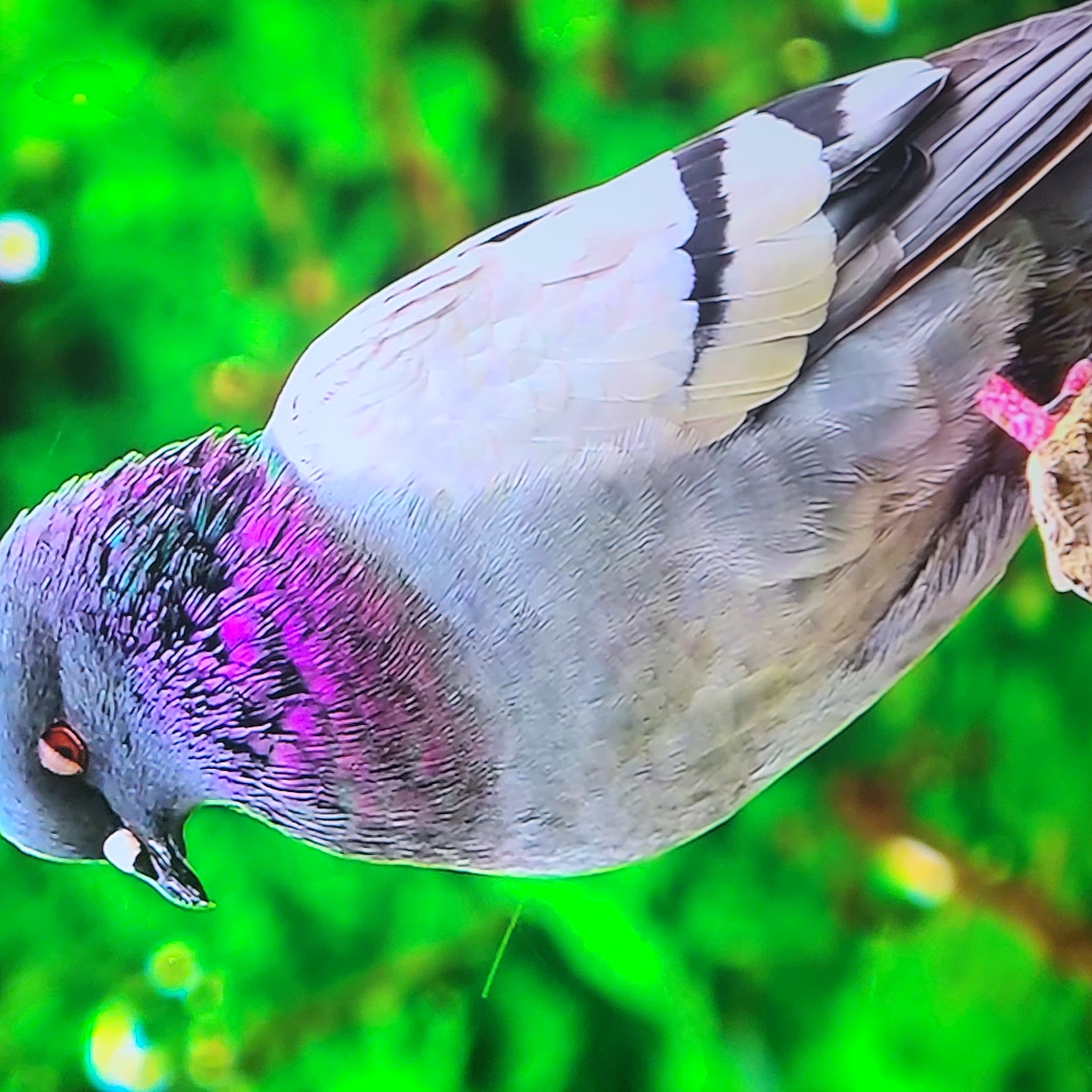 A close-up shot depicts a pigeon perched on a small branch against a blurry green background. The pigeon has iridescent purple feathers on its neck, gray plumage on its body, and white and black markings on its wings. The background suggests a natural environment, although the exact location in Yerevan, Armenia, is not ascertainable from the image. No people are visible. The primary action is the pigeon perching.
