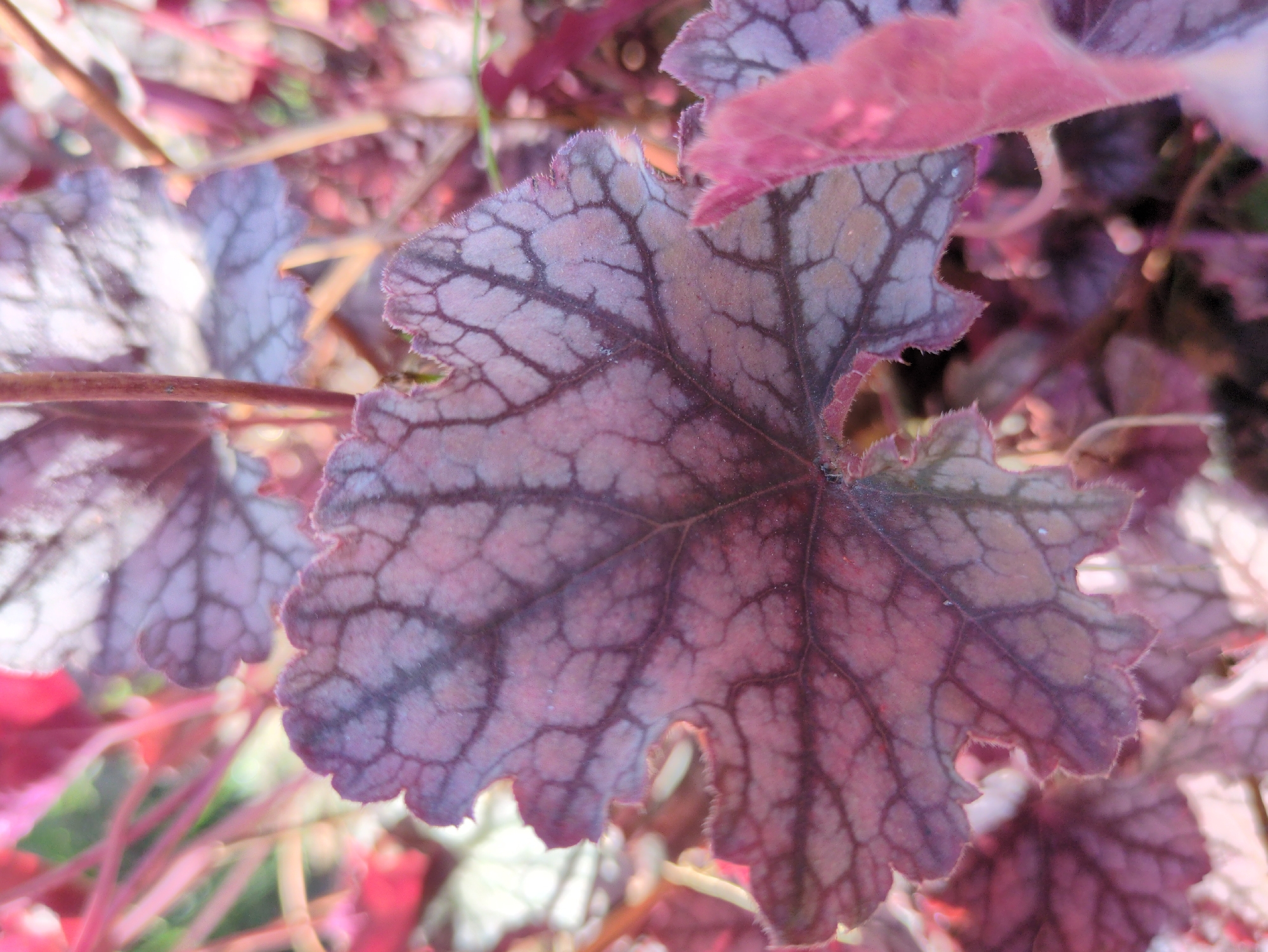 A close-up, eye-level shot focuses on a cluster of deep purple and pink leaves with intricate, dark vein patterns. The leaves are slightly curled and have a textured, almost velvety appearance, with a fringed edge. The background is softly blurred, showing more of the same foliage in varying shades of pink and purple, suggesting a garden or natural setting. The lighting is soft and diffused, creating a gentle glow on the leaves. The specific location in Kulebaki, Russia, is not discernible from the image itself. There are no people or actions depicted.