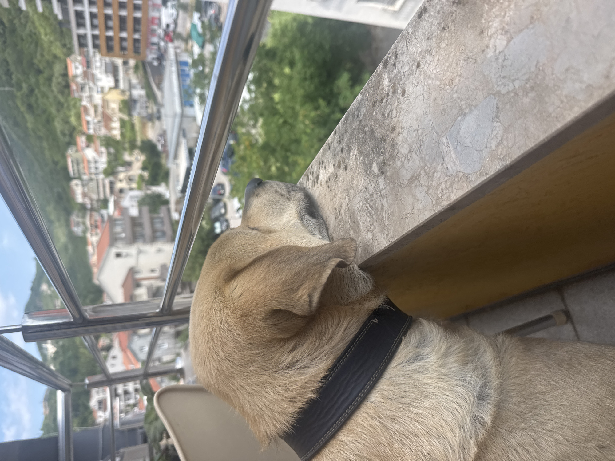 A tan dog with a black collar rests its head on a balcony railing, gazing at a cityscape. The buildings are a mix of light-colored houses with red roofs and taller, modern structures. Green trees are interspersed throughout the urban landscape. In the background, a lush green hillside rises, dotted with more buildings. The sky above is a clear, bright blue with a few wispy clouds. The overall impression is of a peaceful, sunny day in a coastal town. The location is likely Budva, Montenegro, given the architectural style and the mountainous backdrop.
