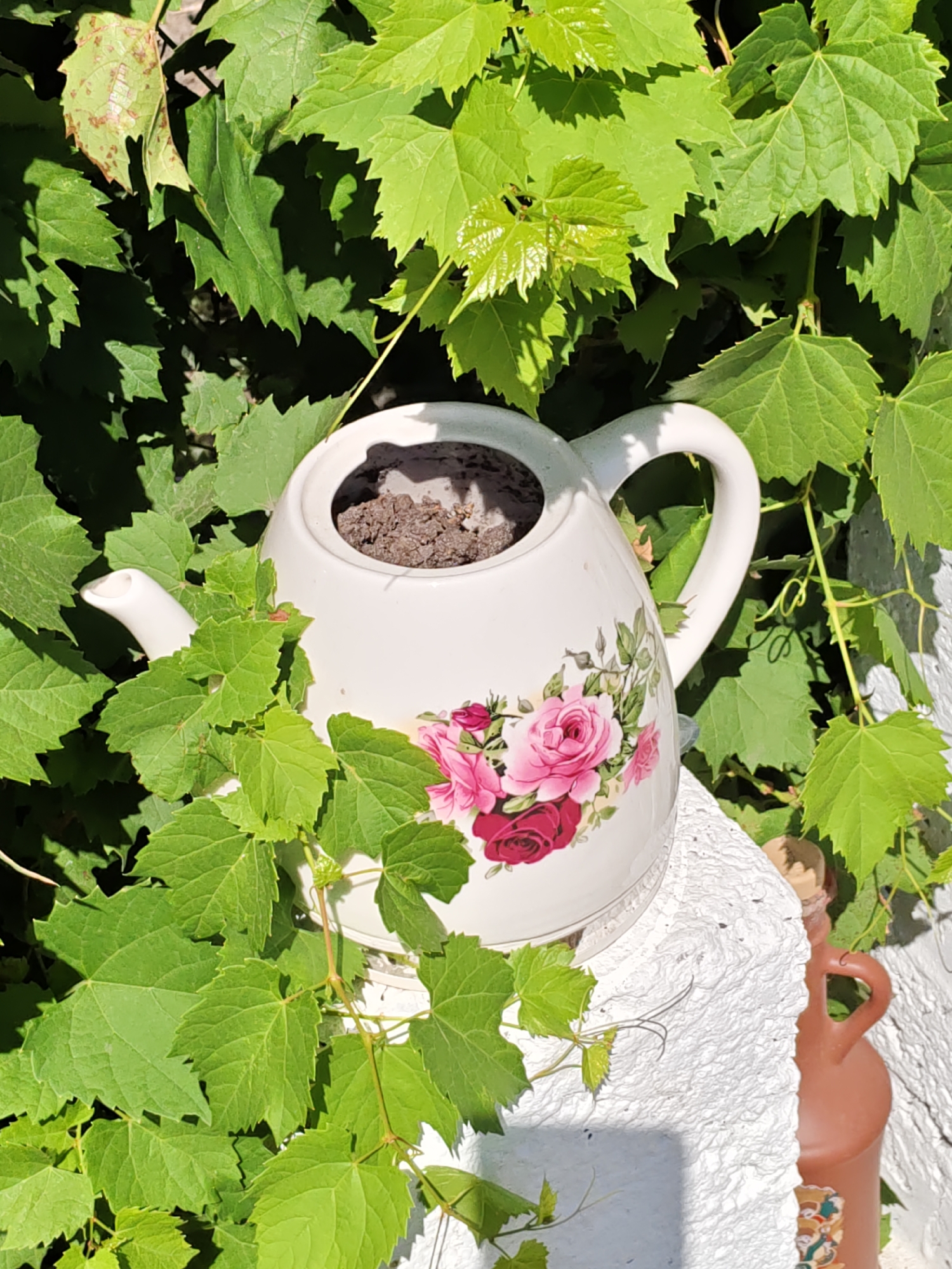 A white ceramic teapot decorated with pink and red roses sits on a white textured surface, surrounded by vibrant green leaves. The teapot is filled with dark soil, suggesting it is being used as a planter. To the right of the teapot, a small, brown, jug-like ceramic object with a handle is partially visible. The background consists of lush green foliage, indicating an outdoor setting. The lighting suggests it is daytime, with dappled sunlight creating shadows among the leaves. The scene appears to be a garden or balcony in Rostov-on-Don, Russia.