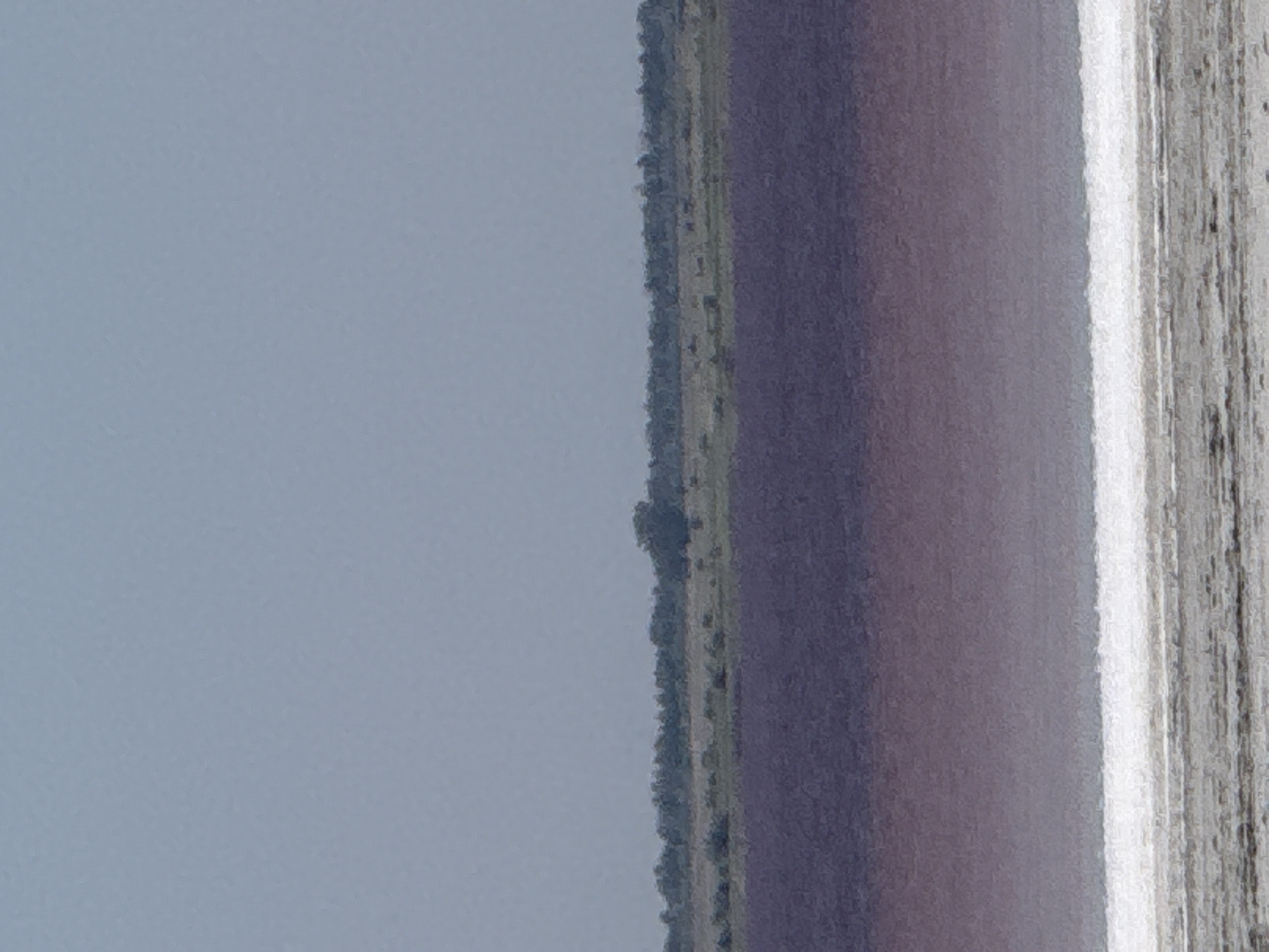 The image depicts a tranquil natural scene of a salt lake with a distinct gradient of colors. The foreground is dominated by a bright white band, suggesting a salt crust or a shoreline, which transitions into a greyish, textured area. Beyond this, the water of the lake displays a rich, deep purple hue that gradually lightens towards the horizon. In the background, a strip of land is visible, featuring a dense line of dark green trees and vegetation, with some lighter green and brown patches that may represent fields or dry grass. The sky above is a uniform, pale blue-grey, indicating an overcast or hazy condition. The overall impression is one of a vast, open landscape, characteristic of a salt lake environment. The image does not contain any discernible human presence or activity.