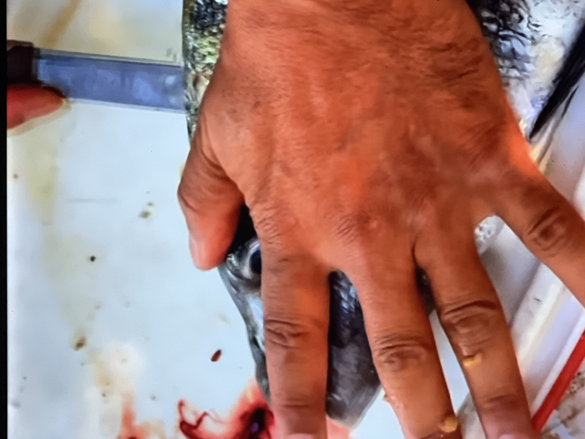 In Casablanca, Morocco, a person is in the process of preparing a fish. The scene appears to be outdoors or in a setting with a light-colored surface. A hand, with visible skin texture and slight discoloration, is holding a fish. The fish is dark in color with visible scales. A metal tool, likely a knife, is being used to work on the fish, positioned near its head. There are traces of red, possibly blood, on the surface. The overall environment seems somewhat messy, with scattered dark specks and a reddish object in the lower left corner.
