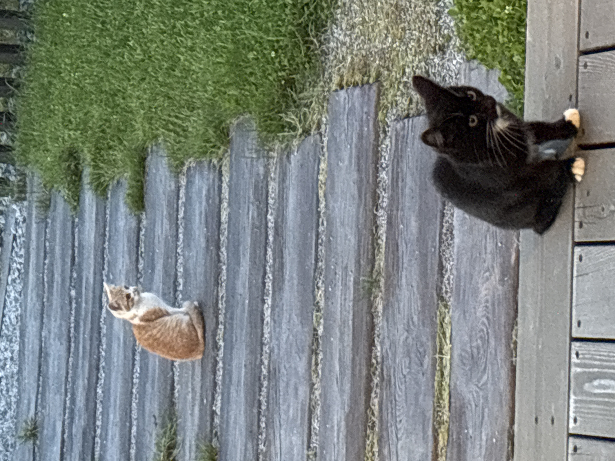 Two kittens are visible on a wooden pathway bordered by grass and gravel. In the foreground, a black kitten with white paws and a white chest is seated on a wooden plank, looking to the right. Behind it, further up the pathway, a ginger and white kitten is also seated, looking to the right. The pathway consists of parallel wooden planks laid horizontally. The background shows dense green grass and some gravel. The scene is outdoors and appears to be in a natural or semi-natural setting. The image does not contain any information to determine its location in Zvenigorod, Russia.