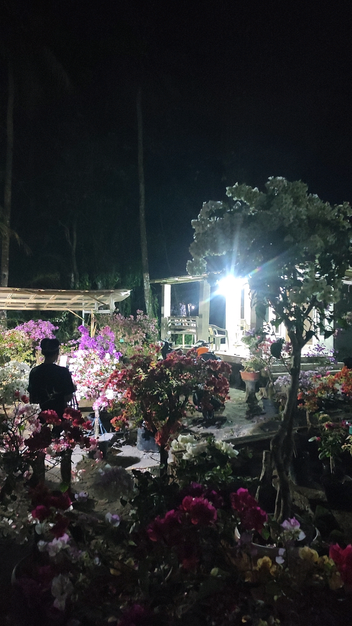A nighttime scene at a garden or nursery in Tanjungan, Indonesia, features a person in a black shirt standing amidst a vibrant display of bougainvillea flowers. The flowers are in various colors, including pink, white, and purple, and are illuminated by artificial lights, creating a striking contrast against the dark sky. In the background, a covered structure with seating and bright lights suggests a seating area or a small building. Several motorcycles are parked near the structure, adding to the sense of a public or communal space. The overall atmosphere is one of a beautifully lit garden at night.