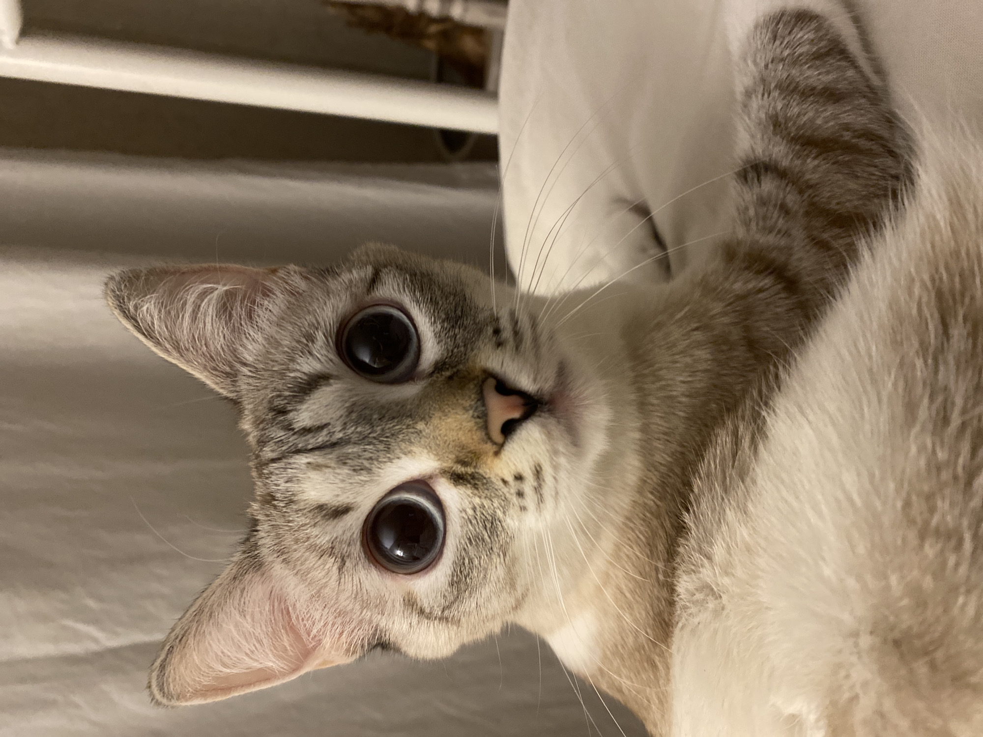 A close-up, rotated image depicts a cat with large, dark eyes, a light brown and grey striped face, and a small pink nose. The cat's left ear is visible and pointed upwards. The background includes white bedding and what appears to be a metal rail or frame. The location is not identifiable based on the image.