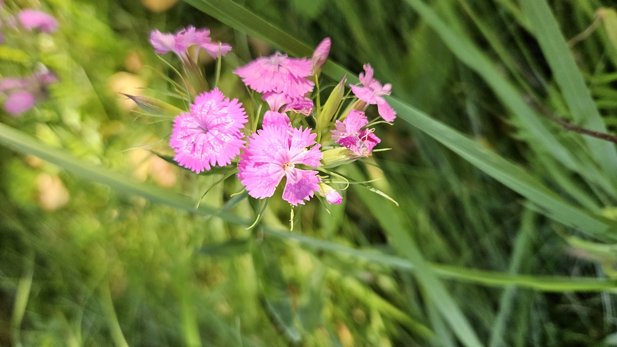 In Kapūņi, Latvia, a cluster of small, bright pink flowers with deeply notched petals is in focus. The flowers are surrounded by lush green grass, some blades of which are sharp and diagonal, creating a blurred background. The lighting suggests an outdoor setting, likely during daytime with soft sunlight. The flowers appear to be wild, blooming amidst natural vegetation. No people or man-made objects are visible in the frame.