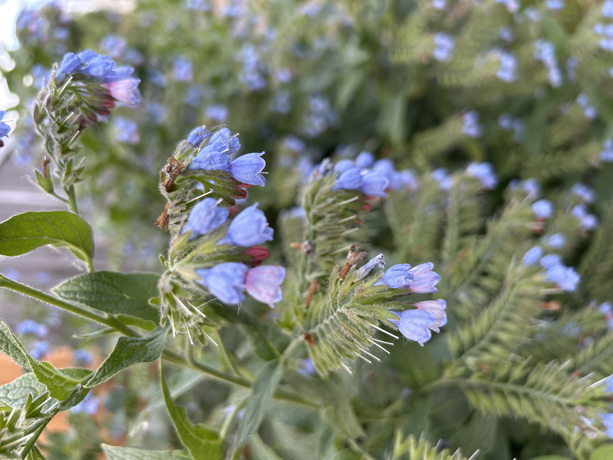 The image displays a close-up, vertical-format photograph of a flowering plant located in the city of Chaikovsky, Russia. The primary subject is a cluster of bell-shaped flowers, approximately 1 to 2 centimeters in length. The flowers are predominantly light blue, with several exhibiting a transition to pale pink or reddish-purple at the base and along the rim of the corolla. These flowers hang downwards from green stems that are visibly covered with fine, white, hair-like bristles. Associated green foliage, also appearing textured with similar bristles, is present in the foreground and midground. The background is heavily blurred, displaying a dense array of additional blue flowers and green leaves, consistent with the foreground plant species. No individuals, animals, or artificial structures are discernible within the frame. The scene depicts an outdoor natural environment.