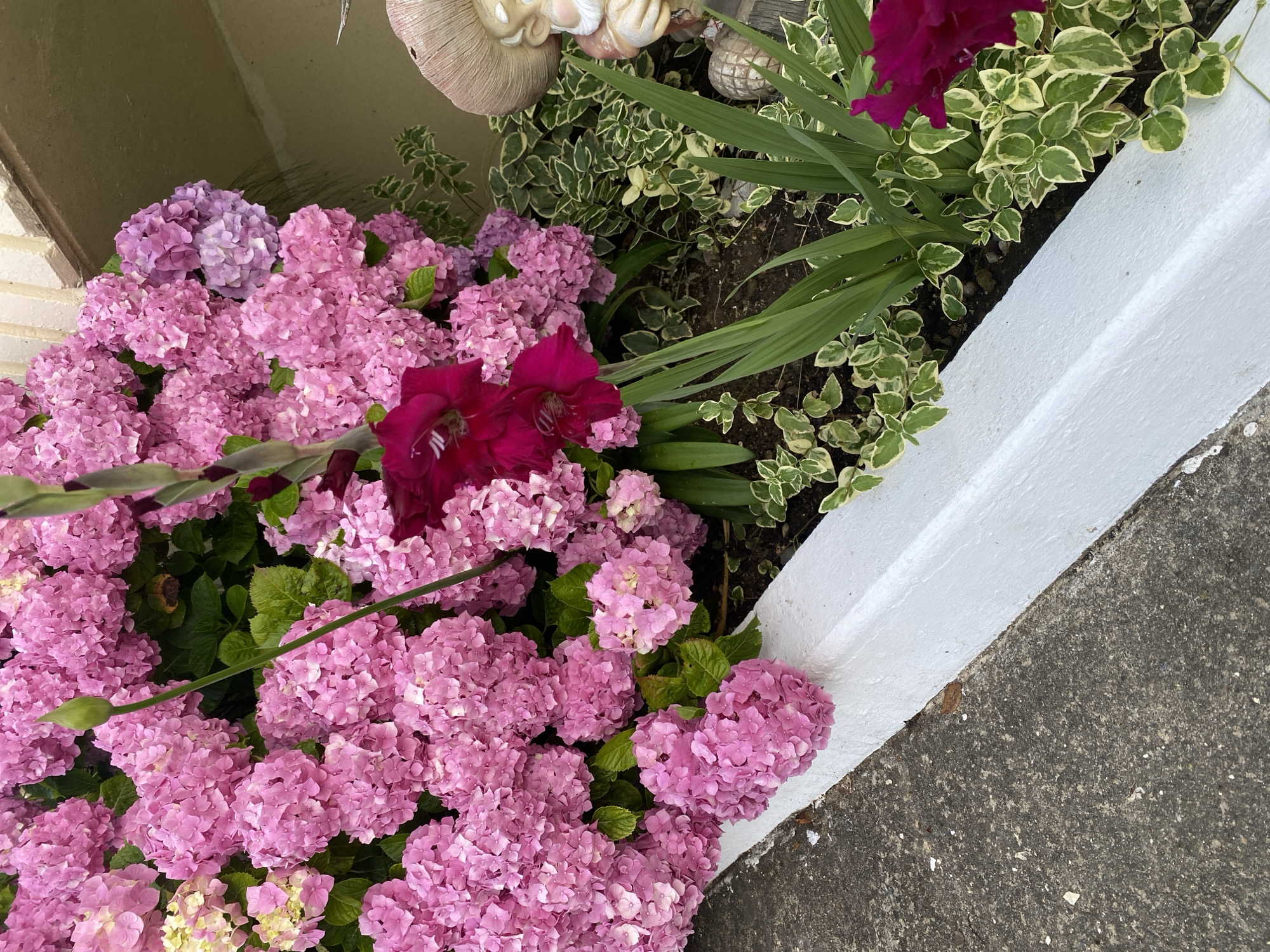 The image shows a close-up view of a flowerbed containing pink hydrangeas and a dark pink gladiolus. The flowerbed is bordered by a white-painted concrete curb, and to the right, a portion of a garden gnome is visible. The ground in the foreground is asphalt. The scene appears to be an outdoor residential setting. There is no information or context provided in the image that would suggest a specific location in the city of Sochi, Russia.