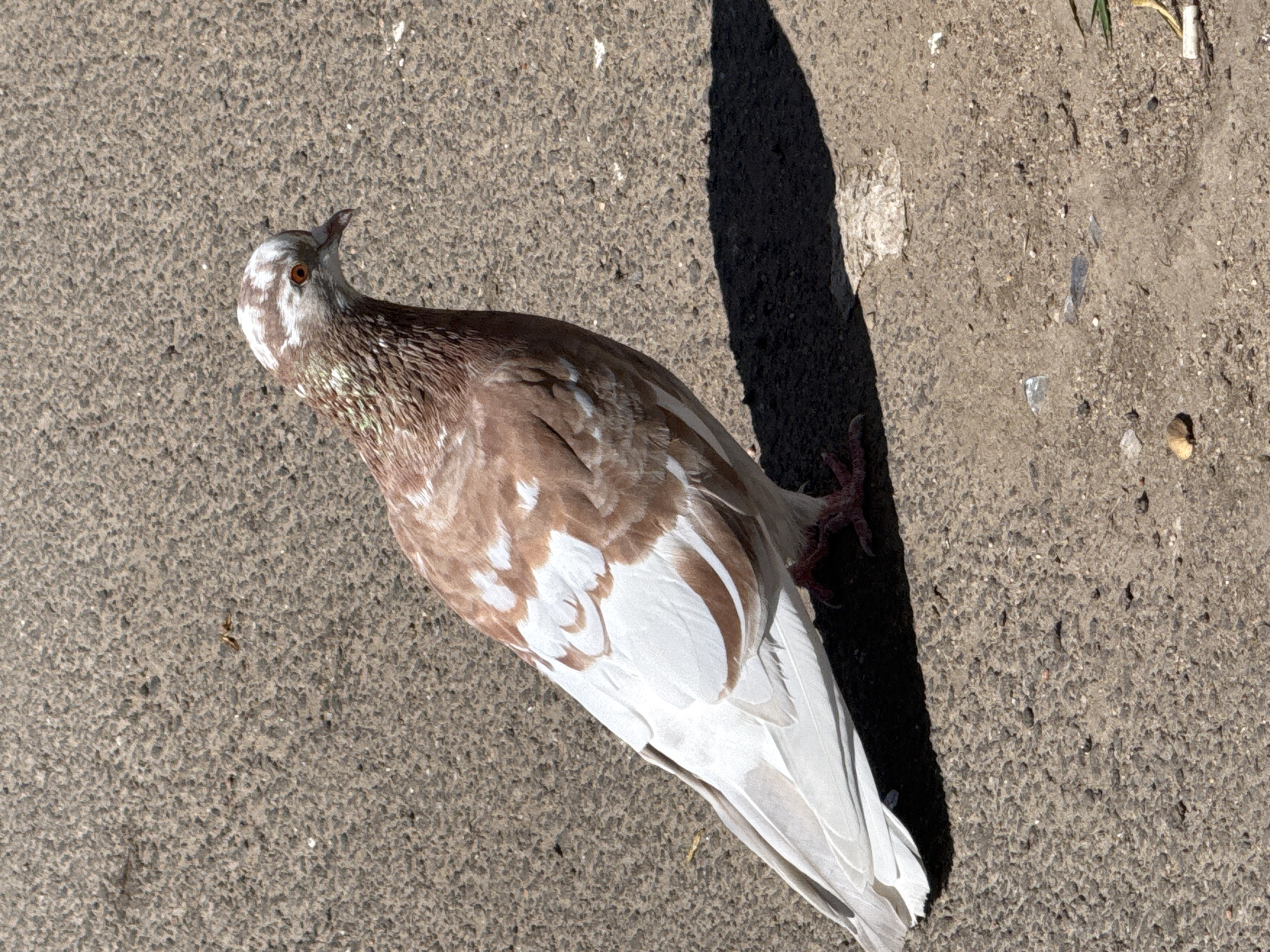 A pigeon with brown and white feathers lies on a grey asphalt surface. The pigeon is positioned at an angle, with its head turned upward and to the left. A dark shadow is cast to the right of the bird. The ground is speckled with small stones and bits of debris. There are blades of grass and a white tube near the edge of the pavement. The location is unspecified, but may be in Vsevolozhsk, Russia.
