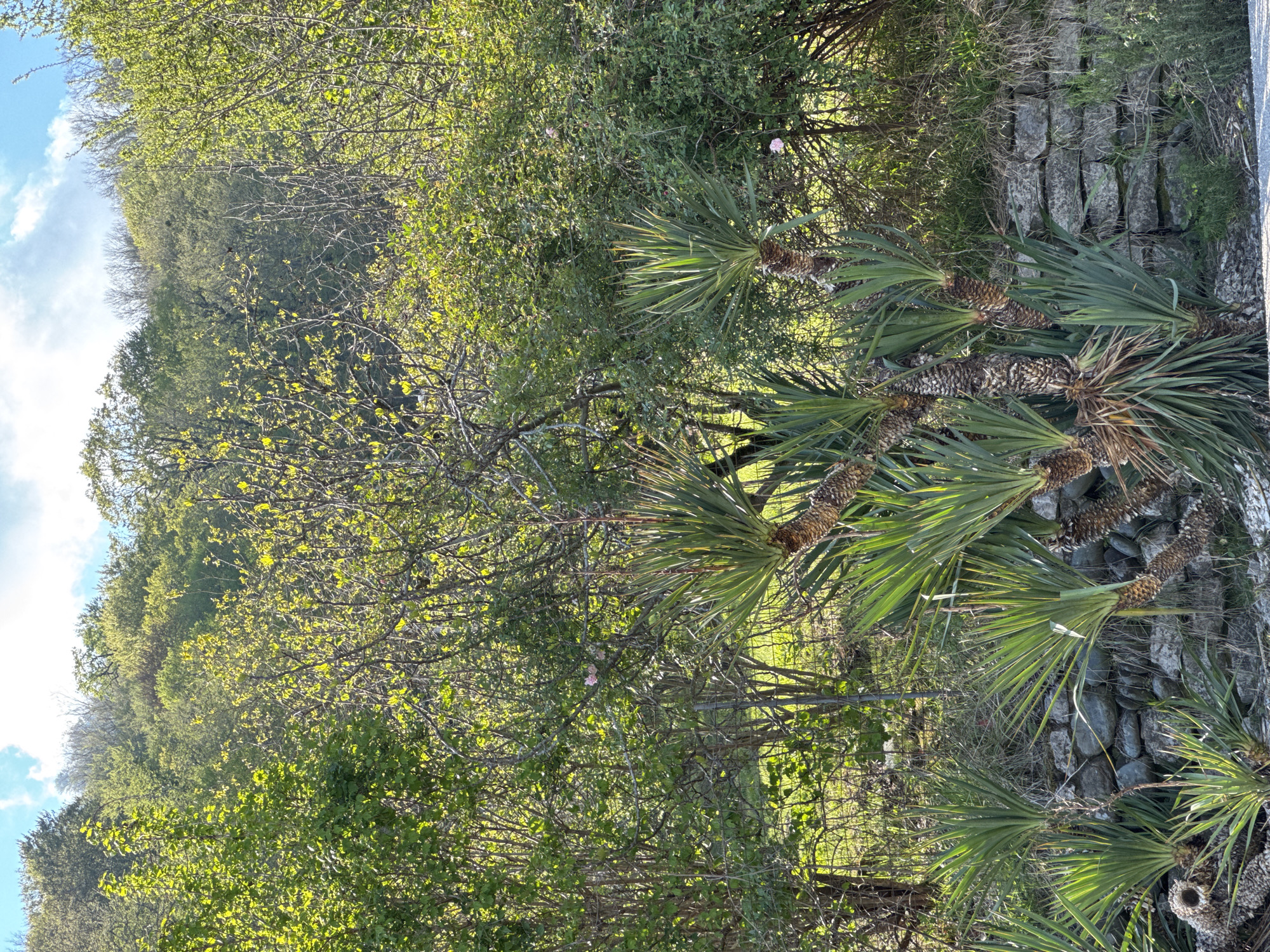 This outdoor image, taken in Kazachiy Brod, Russia, showcases a vibrant natural landscape. The scene features a dense array of green foliage under a clear blue sky with scattered white clouds, suggesting a bright spring day.
In the foreground and extending into the midground on the right, several tall, palm-like plants, likely Yuccas, stand prominently. They have rough, fibrous trunks topped with radiating clusters of stiff, spiky, dark green leaves. To their left and in the background, a hillside is covered by a lush forest or dense tree cover, characterized by numerous deciduous trees sporting bright, fresh green leaves, indicative of new growth in spring. A few small, delicate light pink flowers are sparsely visible among the greenery in the midground.
A man-made element, a dry-stacked stone path or wall, composed of irregular grey stones, runs along the far right side of the frame. A chain-link fence, partially obscured by vegetation, can be seen in the midground, separating the foreground plants from the more distant trees. No people or activities are visible, presenting a tranquil, static view of nature. The bright lighting suggests it is daytime, with sunlight illuminating the foliage and casting subtle shadows.