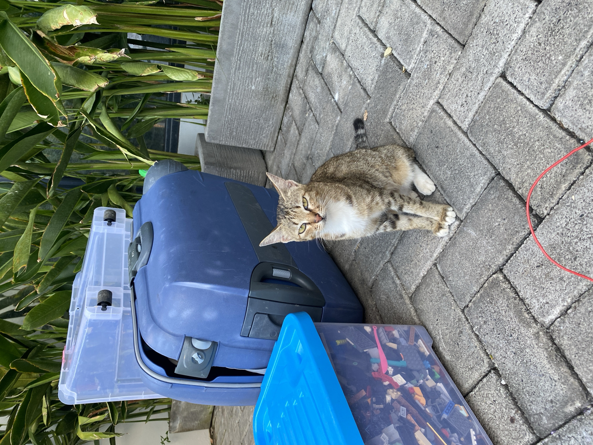 A tabby cat sits on a brick patio in front of a large blue suitcase and a clear plastic bin filled with colorful toy bricks. Behind the suitcase are tall green plants, possibly in planters. The scene appears to be an outdoor area, possibly a yard or a walkway in Kuta Selatan, Indonesia. The cat is facing the camera with a slightly wary expression. The lighting suggests it is daytime.