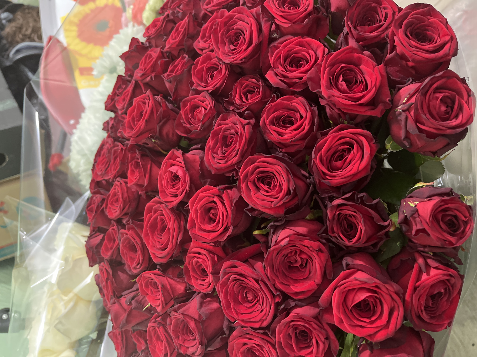 A close-up, overhead view captures a large bouquet of deep red roses, densely packed. The roses are in various stages of bloom, with some fully open and others still partially closed. The petals are velvety and have a rich, dark hue, with hints of burgundy at the edges of some. Green leaves are visible amongst the roses, adding a touch of contrast. The bouquet is wrapped in clear cellophane, which reflects the light in places, creating subtle highlights. The background is blurred and out of focus, showing hints of other flowers and possibly packaging materials, suggesting the bouquet might be a gift or part of a larger floral arrangement. The lighting is soft and diffused, illuminating the textures and colors of the roses.