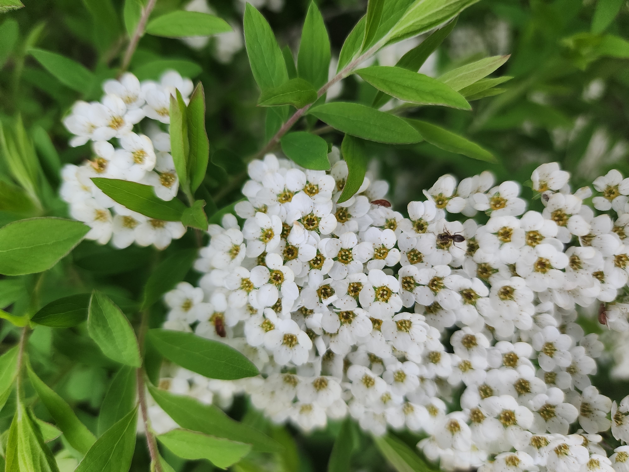 The image shows a cluster of white flowers with small green leaves interspersed. The flowers have yellow centers and five petals each. An ant is visible crawling on one of the flower clusters. There is no information in the image to indicate it was taken in Kazan, Russia.