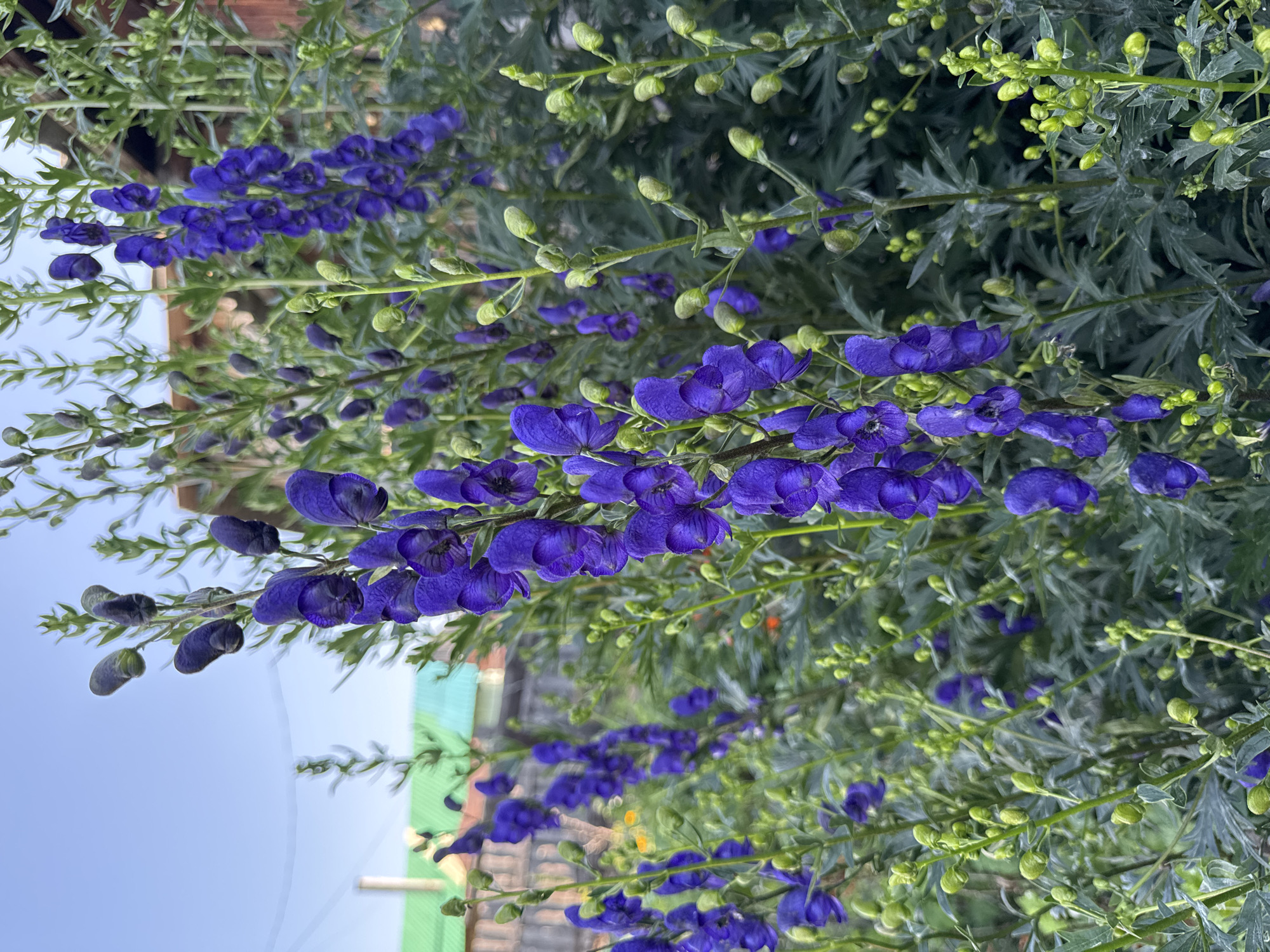 This is a medium shot, taken at eye level, of a cluster of vibrant purple flowers, likely monkshood (Aconitum), blooming in a garden. The flowers are arranged in tall, spire-like clusters, with individual blossoms having a distinctive helmet-shaped hood. Many of the flowers are still in bud, appearing as rounded, green structures. The foliage is a deep green, with the leaves appearing somewhat feathery or deeply lobed. The background suggests a residential area, with hints of wooden fencing, a building with a green roof, and a blue sky overhead. The overall impression is of a cultivated garden in a rural or suburban setting, possibly Urazovo, Russia, given the context. There are no people or animals visible in the image. The lighting suggests it is daytime, possibly late afternoon or early morning, with soft light illuminating the scene.