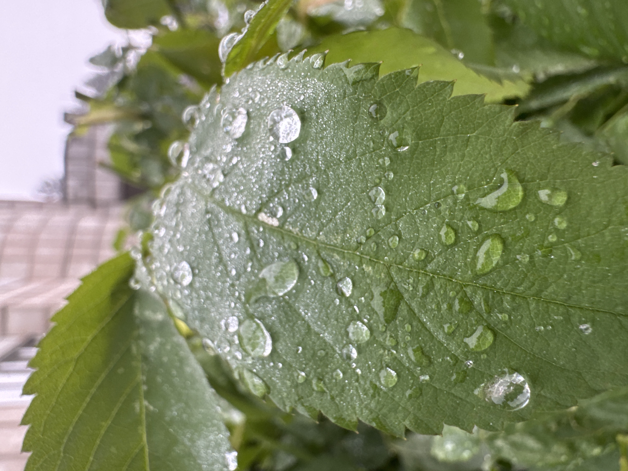 The image presents a close-up, macro-style photograph of a vibrant green leaf, heavily covered with numerous clear water droplets. The leaf, likely from a rose bush or similar plant, exhibits a distinct serrated edge and visible vein patterns beneath the glistening water. The water droplets vary in size, with some appearing as perfect spheres that reflect ambient light, while others are larger and slightly elongated, clinging to the leaf's textured surface.
The background is softly blurred, creating a shallow depth of field that sharply focuses on the intricate details of the foreground leaf and its water adornments. Hints of other green foliage, also with some water droplets, are visible in the blurred foreground and background. In the upper left background, an indistinct, light-colored structure, possibly a building or fence, is subtly visible against a lighter, possibly overcast, sky.
The presence of the water droplets strongly suggests recent rainfall or morning dew. The lighting appears soft and diffused, highlighting the clarity and reflective quality of the water without harsh shadows. No people or visible text are present in the image. The scene captures a moment of natural freshness and intricate detail, reflecting an outdoor environment, potentially in Chaikovsky, Russia.