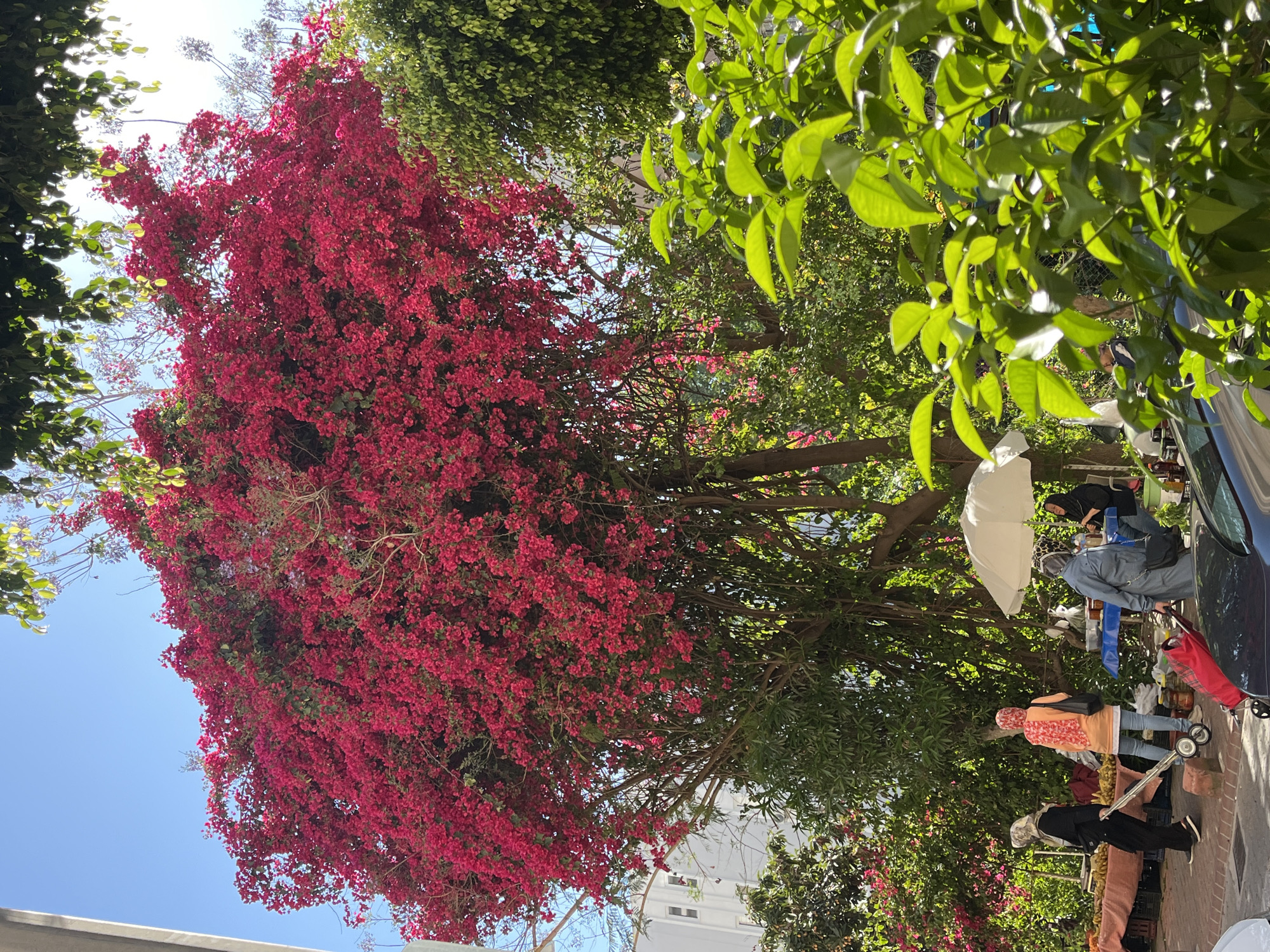 The image captures an outdoor market scene, likely in Alanya, Turkey. A large tree with vibrant red bougainvillea flowers dominates the left side of the frame. To the right, another tree with lush green leaves creates a contrast. Several people are visible amidst the trees and market stalls. One person is wearing a headscarf and an orange top. Another person wears a black headscarf. There's an open white umbrella shielding the vendors. A blue car is parked in the background, partially obscuring the view. The ground is paved with red bricks. Buildings with white walls are visible in the distance. The sky is a clear blue.