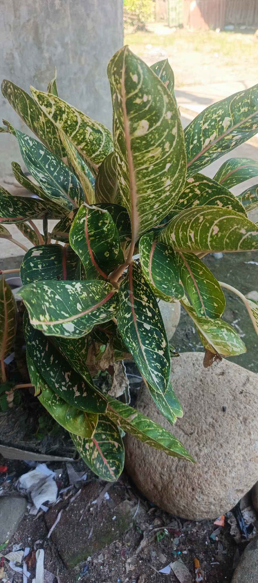 The image shows a close-up of a plant with broad, elongated leaves. The leaves are predominantly green, with intricate patterns of lighter green and white speckles and veins. A prominent reddish-pink stripe runs down the center of each leaf. The plant is positioned outdoors, with a textured gray wall visible in the background. To the right and in the foreground, large, smooth, light-brown rocks are present. The ground is covered with dirt, small debris, and some white material that appears to be paper or fabric. The lighting suggests it is daytime, with sunlight illuminating the scene, casting subtle shadows. The overall impression is that of a decorative plant situated in an outdoor, somewhat unkempt area, possibly a garden or yard. The context provided, identifying the location as Pulodrienbeukah, Indonesia, suggests an urban or suburban environment within that region. There are no people or animals visible in the image, and no discernible actions are taking place. The focus is solely on the plant and its immediate surroundings.