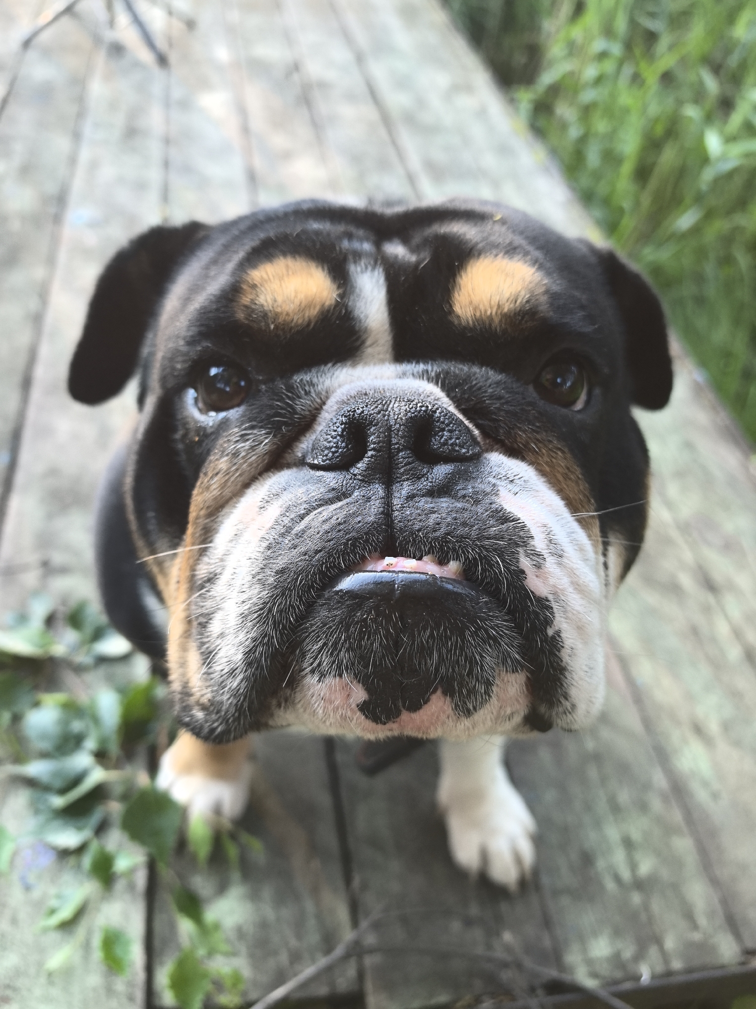 A close-up, low-angle, eye-level shot captures a tri-color bulldog looking directly into the camera. The dog has a black face with tan markings above its eyes and on its cheeks. Its muzzle is broad and wrinkled, with black and white fur. The dog's pink tongue is slightly visible between its teeth. The dog is positioned on a wooden surface, possibly a deck or pier, with green foliage visible in the blurred background. The overall lighting suggests an outdoor setting during the daytime. There is no indication of the location being in Noviy, Russia.