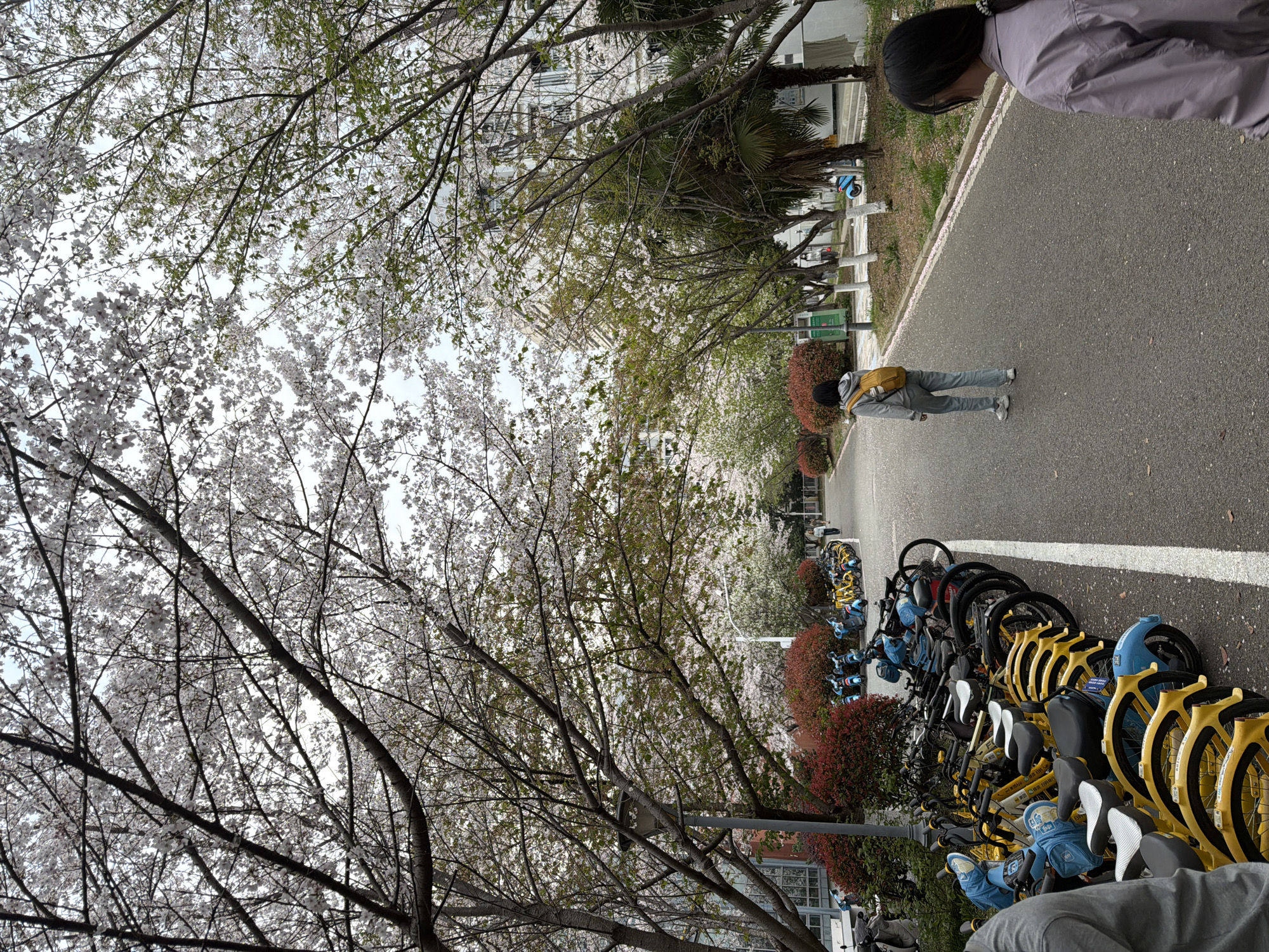The image displays an outdoor paved pathway in Jiangning District, China, under an overcast sky. The path is flanked by trees, predominantly adorned with white cherry blossoms, forming a canopy overhead. A tall, dark grey streetlight stands on the left side of the pathway. Along the left edge of the path, a continuous row of shared bicycles and electric scooters, primarily in yellow and blue colors, is parked alongside a white painted line. Behind these vehicles, dense red-leafed shrubs are visible. On the right side of the path, additional trees with green foliage, including some palm-like species, line a grassy strip. Multi-story buildings with multiple windows are partially visible through the tree canopy in the background. In the immediate foreground on the right, the upper back and right shoulder of a person wearing a light purple long-sleeved shirt and dark hair tied back with a scrunchie are observed. Approximately midway down the path, a second individual, wearing a grey hoodie, light blue jeans, white sneakers, and a mustard yellow backpack, walks away from the viewer. Additional indistinct figures are visible further down the pathway in the background.