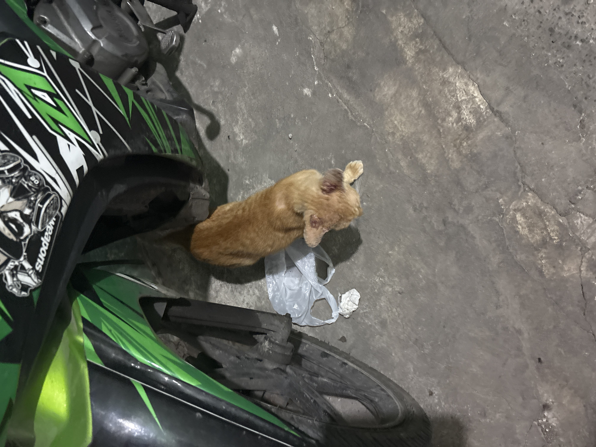 An orange cat is lying on a concrete floor next to a motorcycle with green and black decals. A white plastic bag is on the ground near the cat. The scene appears to be in a dimly lit outdoor area, possibly an alley or a parking lot, in North Jakarta, Indonesia.