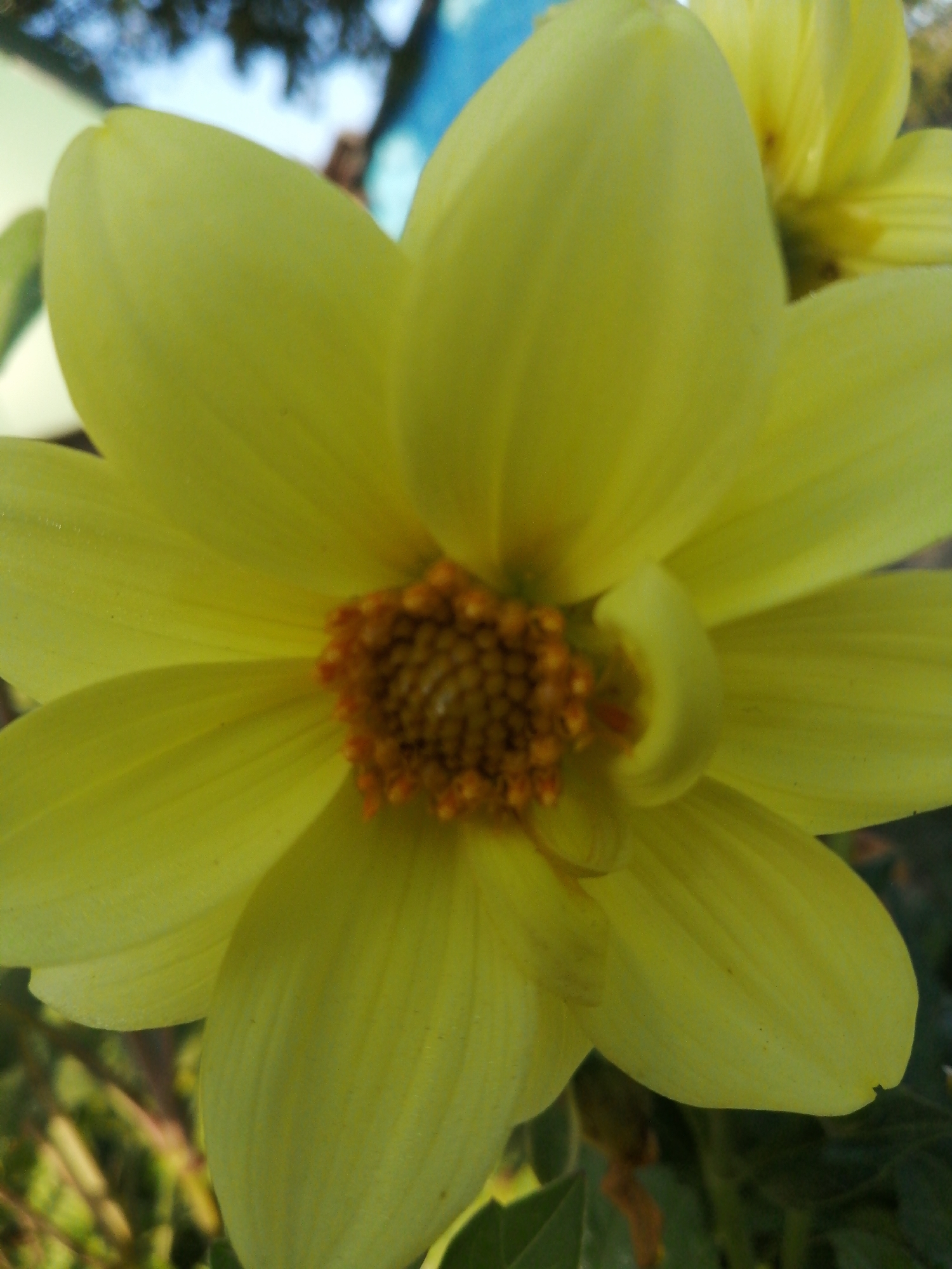 A close-up, shallow-depth-of-field shot captures a bright yellow flower in bloom, its petals unfurling towards the camera. The center of the flower reveals a cluster of small, reddish-orange stamens. The background is blurred, showing hints of greenery, tree branches, and a bright blue sky. The image appears to be taken outdoors in a natural setting, possibly a garden or park, within the city of Доўгаўскі сельскі Савет, Belarus, given its rural context and common floral subjects. There are no people or discernable actions depicted in the image.