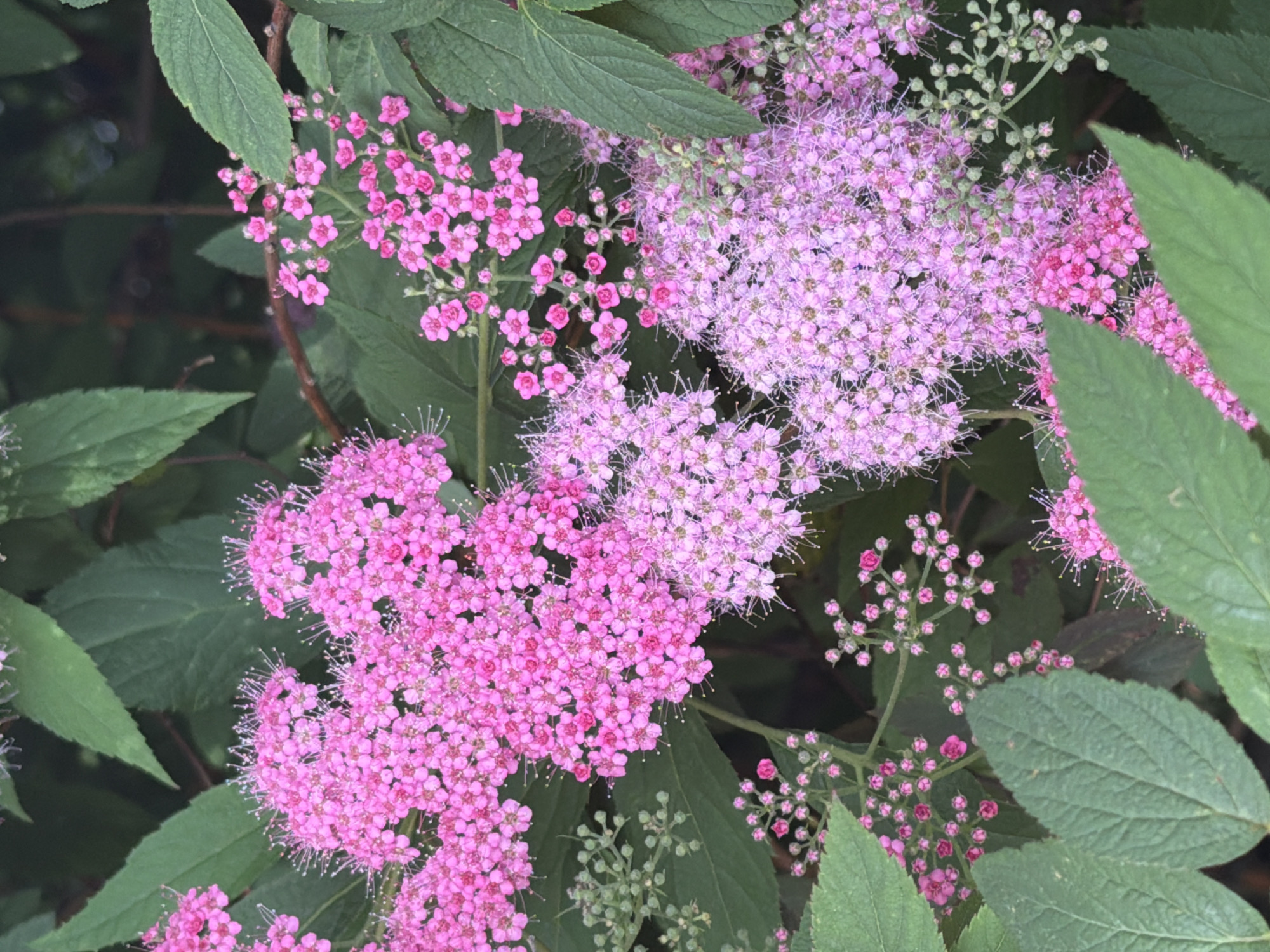 This is a close-up, eye-level, outdoor photograph of clusters of small, pink flowers and green leaves. The flowers are densely packed in rounded clusters and appear to be on a shrub. Some of the flowers are fully open and have visible stamens, while others are in bud form. The leaves are ovate with serrated edges and have a rough texture. The background is out of focus and consists of dark green foliage and brown branches, suggesting a natural or garden setting. There are no people or animals visible in the image. The scene is likely from a park or garden in Sochi, Russia, given the lush vegetation and likely subtropical climate.