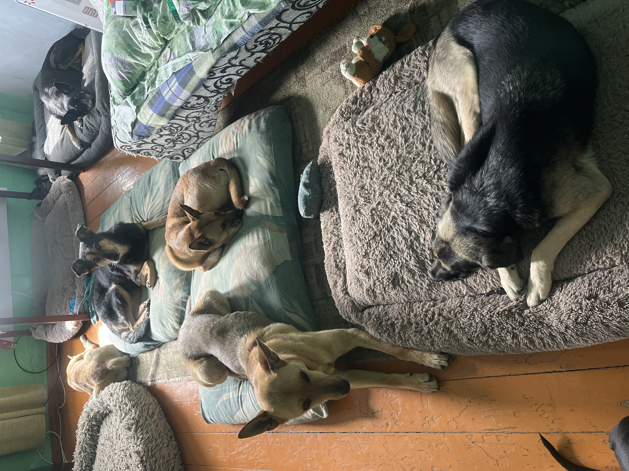 A group of dogs are resting on beds and pillows in what appears to be an indoor dog kennel or living space. The floor is made of wooden planks, and there are several dog beds of various textures and colors scattered around. Some dogs are lying down, while others are in various resting poses. The environment is cluttered with dog accessories, including toys. The image appears to be taken in Nizhny Tagil, Russia, based on the provided context, but there are no specific visual cues within the image to confirm this location.