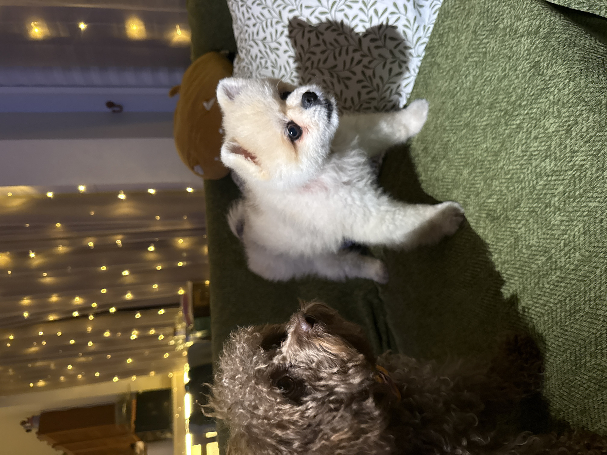 Two dogs, a brown poodle and a white Pomeranian, are resting on a green textured couch. The poodle, on the left, has curly brown fur and is looking to the right. The Pomeranian, on the right, has fluffy white fur and is facing forward, looking slightly to the right. Behind the dogs, a sheer curtain is illuminated by a string of warm, yellow fairy lights. A yellow plush toy is visible on the couch behind the Pomeranian, and a patterned pillow with green leaves is to its right. The overall environment suggests a cozy indoor setting, possibly a living room. The location in Thep Krasatti, Thailand, is indicated by the context of the request.