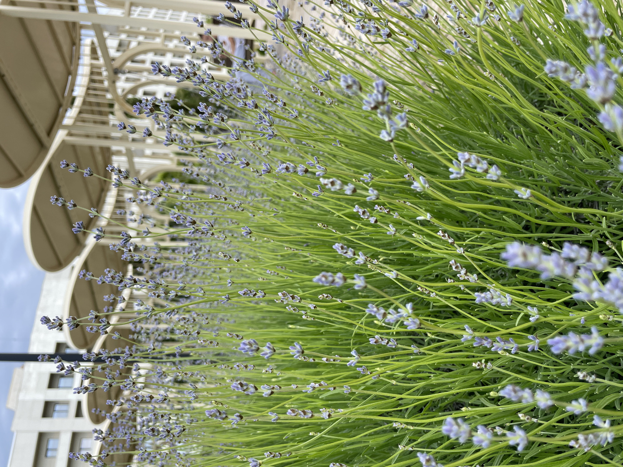 The image shows a close-up view of lavender plants in bloom. The plants have thin, green stalks and small, purple flowers clustered at the ends. Behind the plants is a white, arched structure, seemingly part of a pergola or building detail. A building is visible in the lower-left corner. The image is tilted, giving the impression of an upward angle. The location is Sirius, Russia.