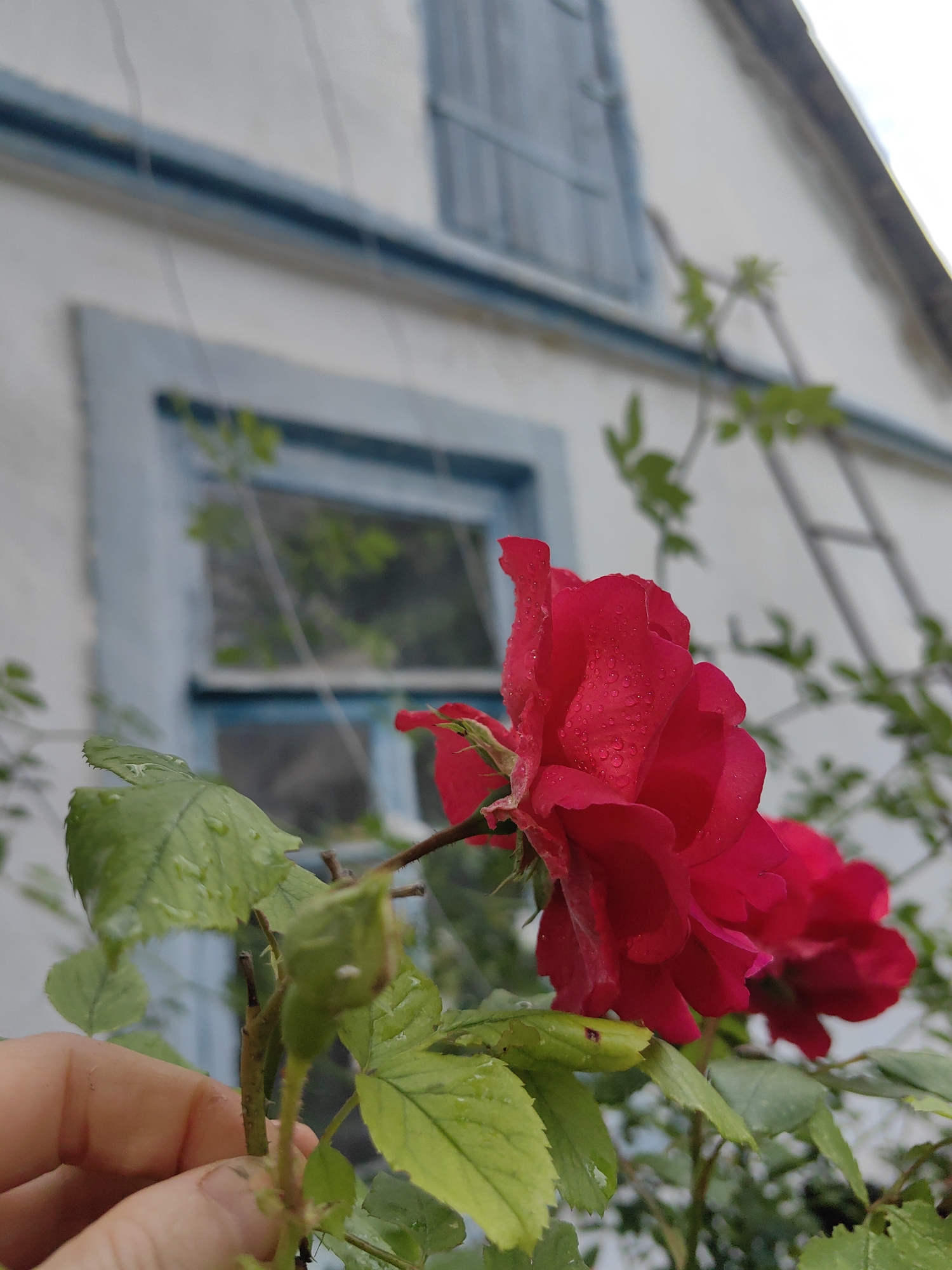 A close-up, eye-level shot captures a cluster of vibrant red roses against the backdrop of a rustic house. The roses, appearing dewy, are the primary focus, with the petals showcasing intricate details and subtle variations in shade. In the foreground, a hand, partially visible on the left, gently holds a stem of the rose bush, suggesting interaction with the plant. The house, painted a light color, features a window with blue shutters, adding a touch of color to the scene. A ladder leans against the side of the house, hinting at outdoor activities. Green foliage and stems surround the roses, creating a natural and organic setting. The overall impression is one of simple, natural beauty, possibly taken in a garden or yard. The location is specified as a rural settlement in Ukraine.