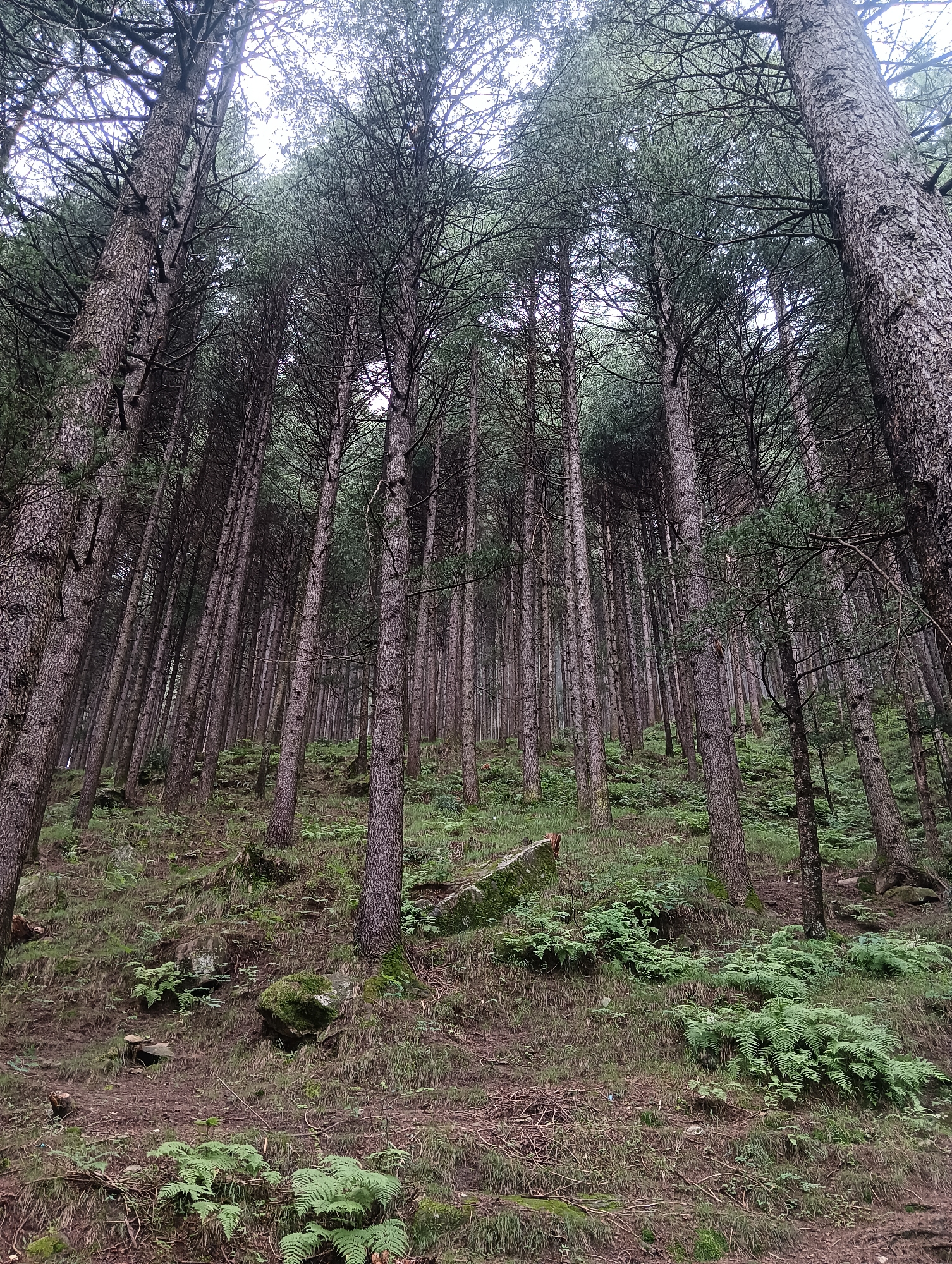The image depicts a dense coniferous forest, likely a pine forest given the appearance of the trees. The trunks are tall and slender, with rough, textured bark. The trees are closely packed, creating a canopy that filters the light from above. The forest floor is covered in a mix of grass, fallen needles, and some ferns. There are a few moss-covered rocks scattered around. The terrain appears to be a gentle slope. The lighting suggests an overcast day. The image does not contain any people or evidence of human activity, other than what might be implied by the managed appearance of the trees, suggesting it could be a managed forest or plantation. The location is described as Chhyal, India.