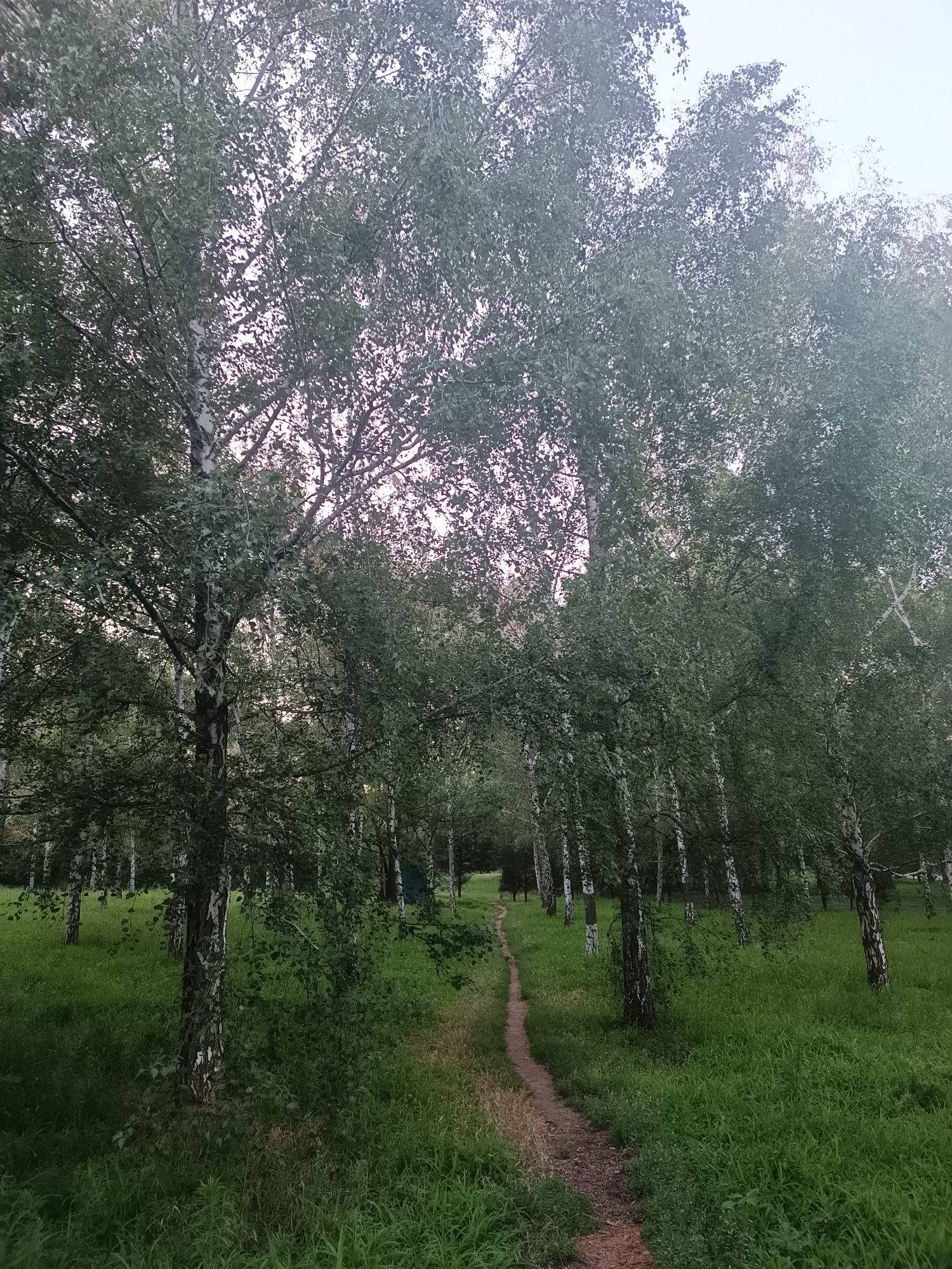 The image depicts a nature scene in Zaporizhzhia, Ukraine, featuring a dirt path winding through a grove of birch trees. The path is narrow and appears to be made of packed earth and small stones, with some dried leaves and twigs scattered on its surface. Lush green grass covers the ground on either side of the path, interspersed with wildflowers and taller weeds. The birch trees are tall and slender, with characteristic white bark and abundant green foliage that forms a dense canopy overhead, allowing dappled sunlight to filter through. In the distance, the path leads towards a more open area within the grove, where the trees are sparser and the sky is visible. The overall impression is one of a tranquil, natural setting, likely a park or a wooded area within the city. There are no people or animals visible in the image. The lighting suggests it is either early morning or late afternoon, with a soft, diffused light.