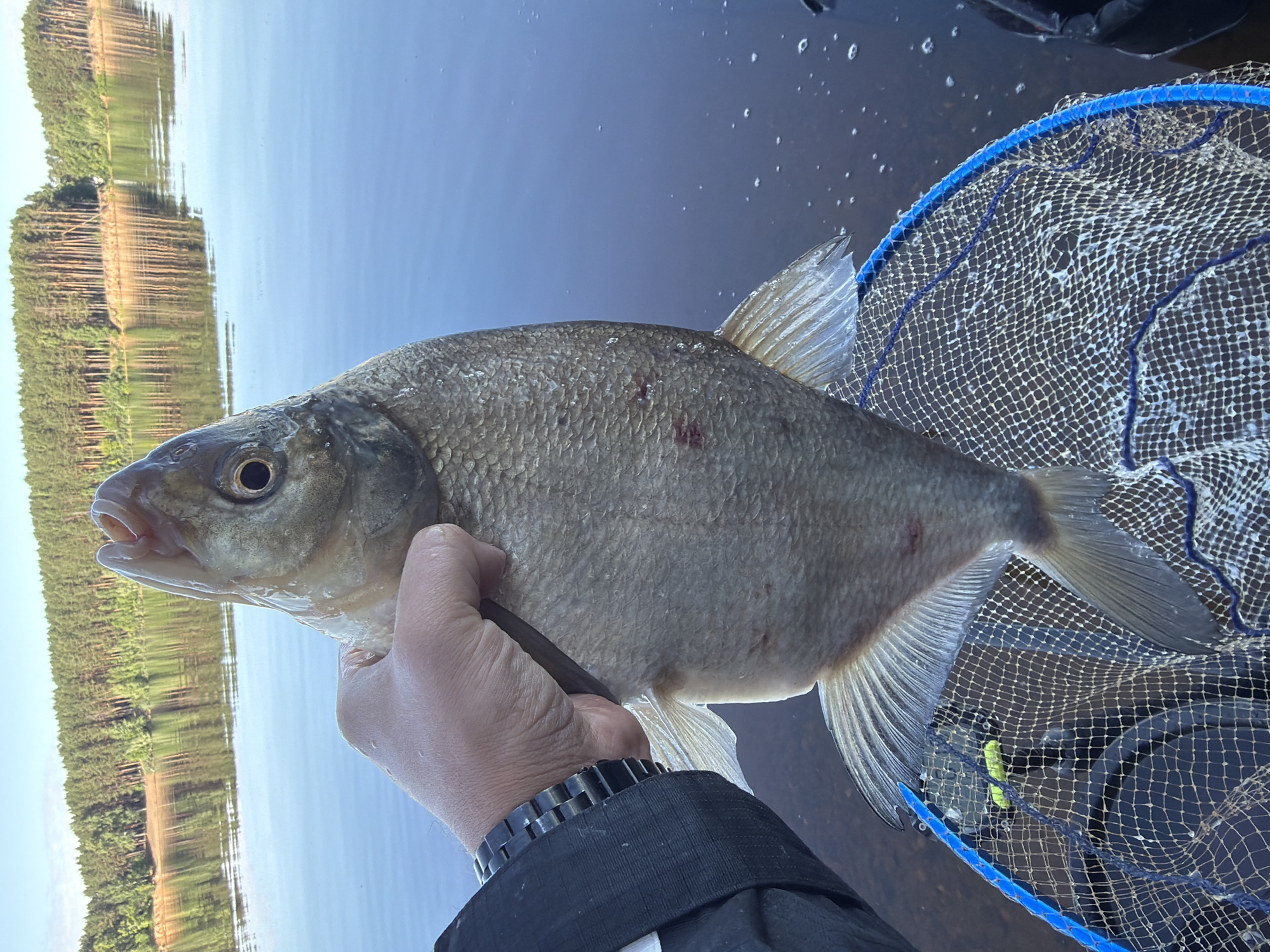 In Chaikovsky, Russia, a fisherman holds a large, silvery fish, likely a bream, above a blue-rimmed fishing net. The fish, with its scales clearly visible and a few red marks on its body, is the central focus. The fisherman's hand, wearing a black watch, grips the fish, suggesting it has just been caught. The background is dominated by a calm, reflective body of water, possibly the Kama River, and a distant treeline composed of tall, slender pine trees. The sky is clear and blue. The scene captures a moment of successful fishing in a natural, serene environment.