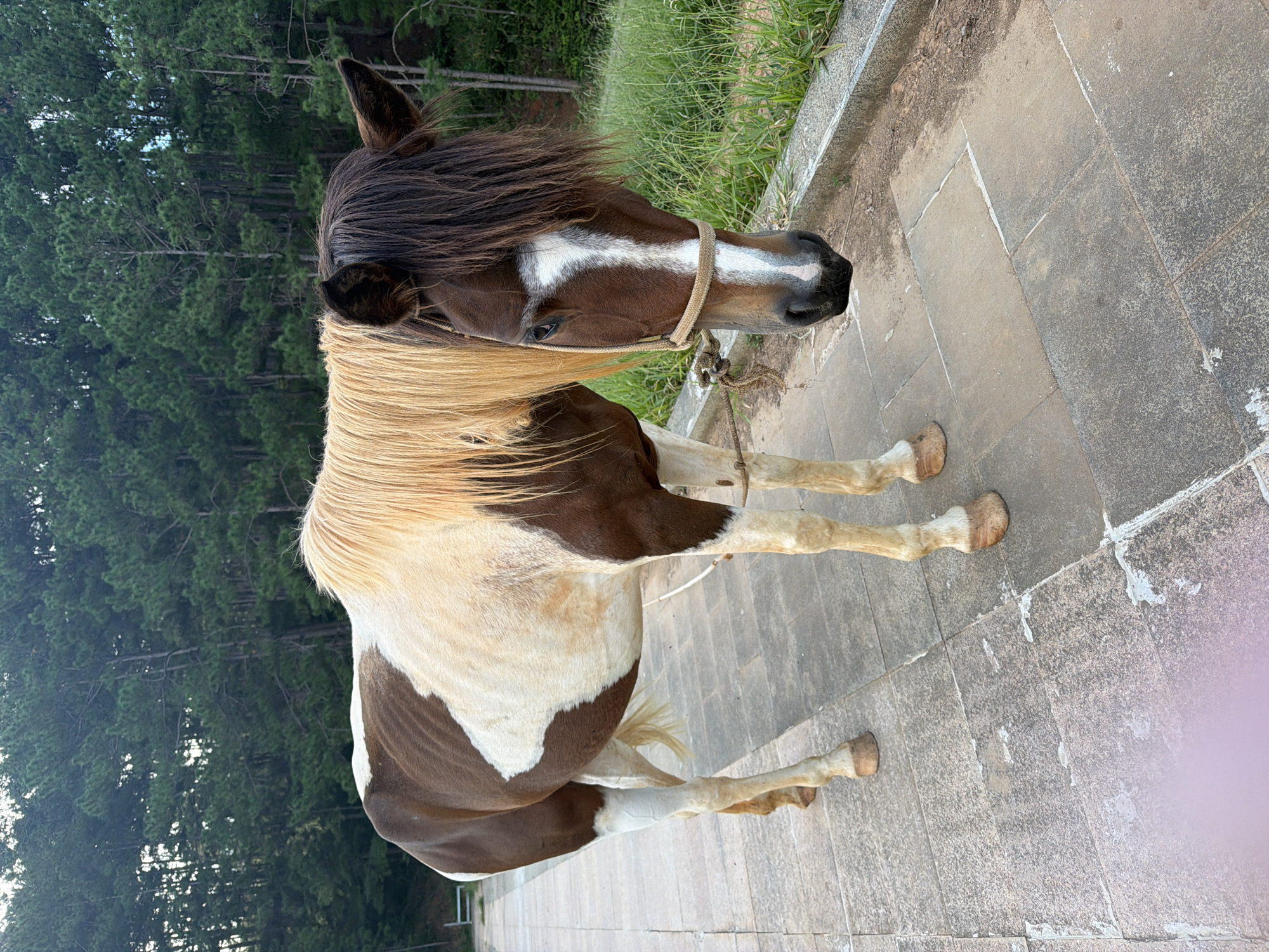 A brown and white horse stands on a stone pathway in Da Lat, Vietnam. The horse has a long, light brown mane and a darker brown forelock. Its coat is a mix of brown patches and white areas. The horse is wearing a simple rope halter. Behind the pathway, there is a grassy embankment and a dense forest of pine trees. The lighting suggests it is daytime, possibly late afternoon.