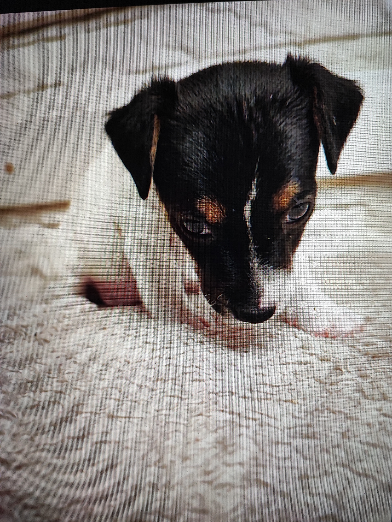 A tricolor puppy is shown in close-up, lying on a textured, light-colored surface that resembles a blanket or rug. The puppy has black fur on its head and ears, with white fur on its chest and belly. Patches of tan or brown fur are visible around its eyes and on its legs. The puppy's head is lowered, and its eyes are looking downwards. Its nose is dark pink, and its mouth is closed. The background is a soft, blurred white, suggesting a simple, indoor setting. The image has a slightly grainy texture, characteristic of a photograph taken with a digital camera.