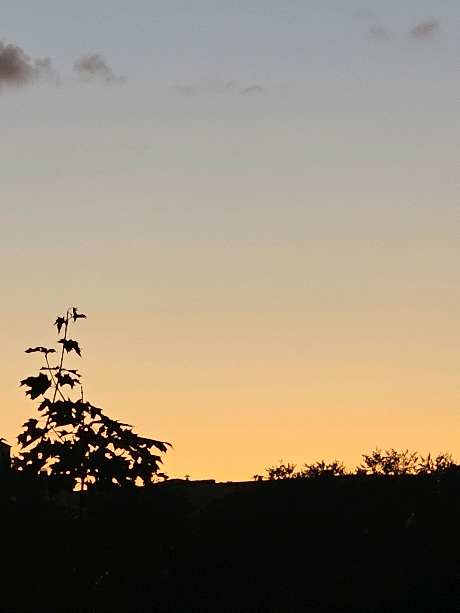 The image shows a silhouetted landscape at sunset. The sky transitions from a pale blue at the top to a warm orange near the horizon. In the foreground, a dark silhouette of trees and foliage spans the lower portion of the frame. A prominent, leafy sapling stands to the left, silhouetted against the brighter sky. A faint line of what appears to be a rooftop or structure is visible on the horizon behind the trees. The scene is devoid of any people or animals. The setting suggests an outdoor environment, possibly a park or residential area on the outskirts of Khimki, Russia, given the context of the request.