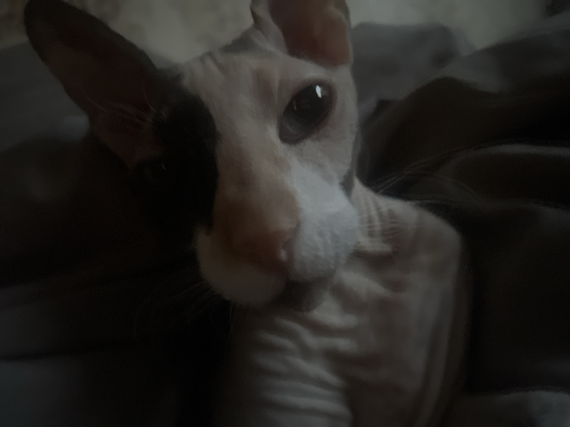 The image shows a close-up of a sphynx cat. The cat has distinctive wrinkled skin and large ears. Its fur is predominantly white with a large black patch covering the left side of its face and extending over its forehead and eye. The cat's eyes are large and dark, with a prominent reflection. The background is dark and appears to be soft bedding or fabric, suggesting the cat is indoors. The lighting is dim, creating deep shadows and highlighting the texture of the cat's skin. There are no visible objects or people in the immediate vicinity of the cat. The specific location in Zheleznogorsk, Russia cannot be determined from the provided image.